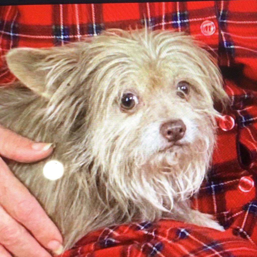 Enlarge Olaf, a Adoptable mixed breed in New Orleans, LA image 1/1