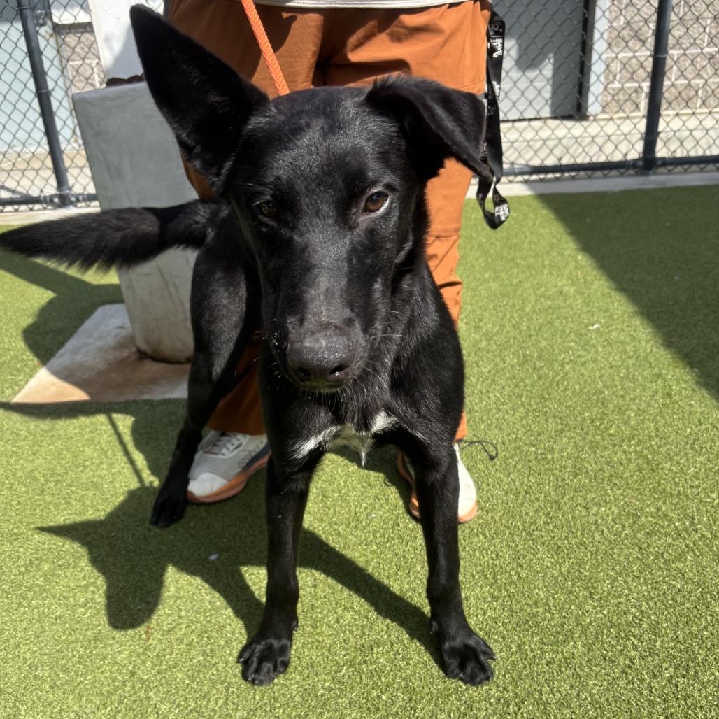 DOM MAVERICK GOOSE ONYX, ADOPTABLE, Puppy Male German Shepherd Dog & Black Labrador Retriever.