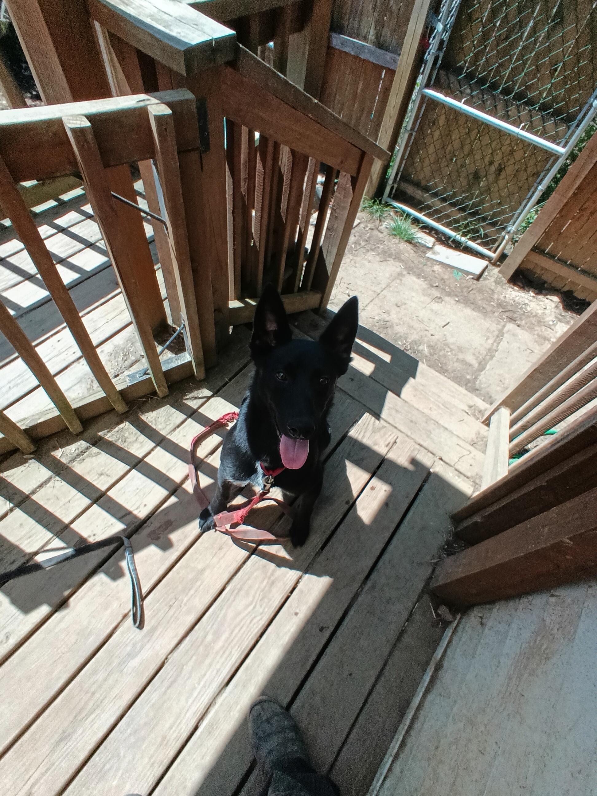 Enlarge DOM MAVERICK GOOSE ONYX, a ADOPTABLE mixed breed in Wilmington, DE image 3/6