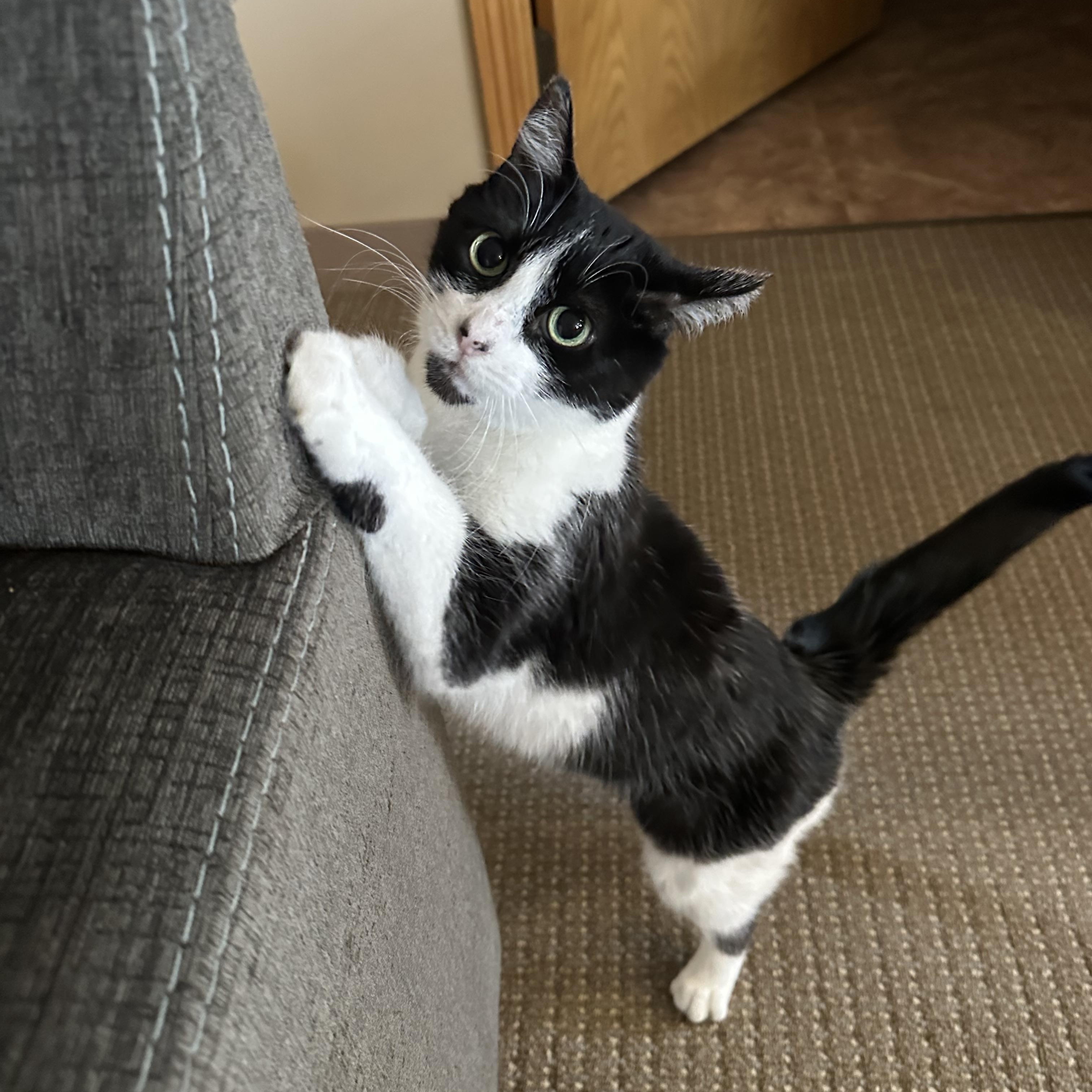 Enlarge Maxine, a ADOPTABLE Domestic Short Hair in Glenwood, MN image 1/1