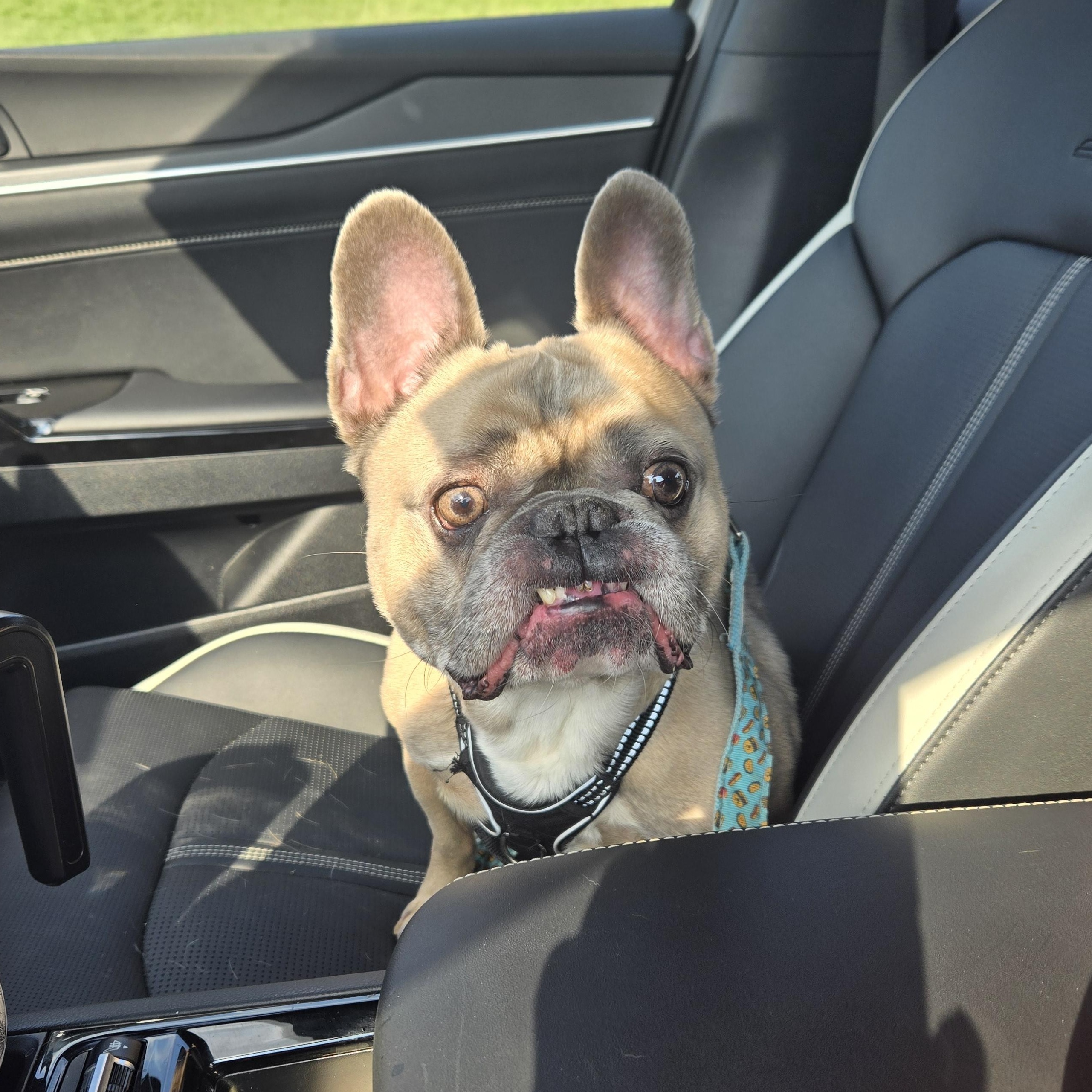 Melo, ADOPTABLE, Adult Male French Bulldog.
