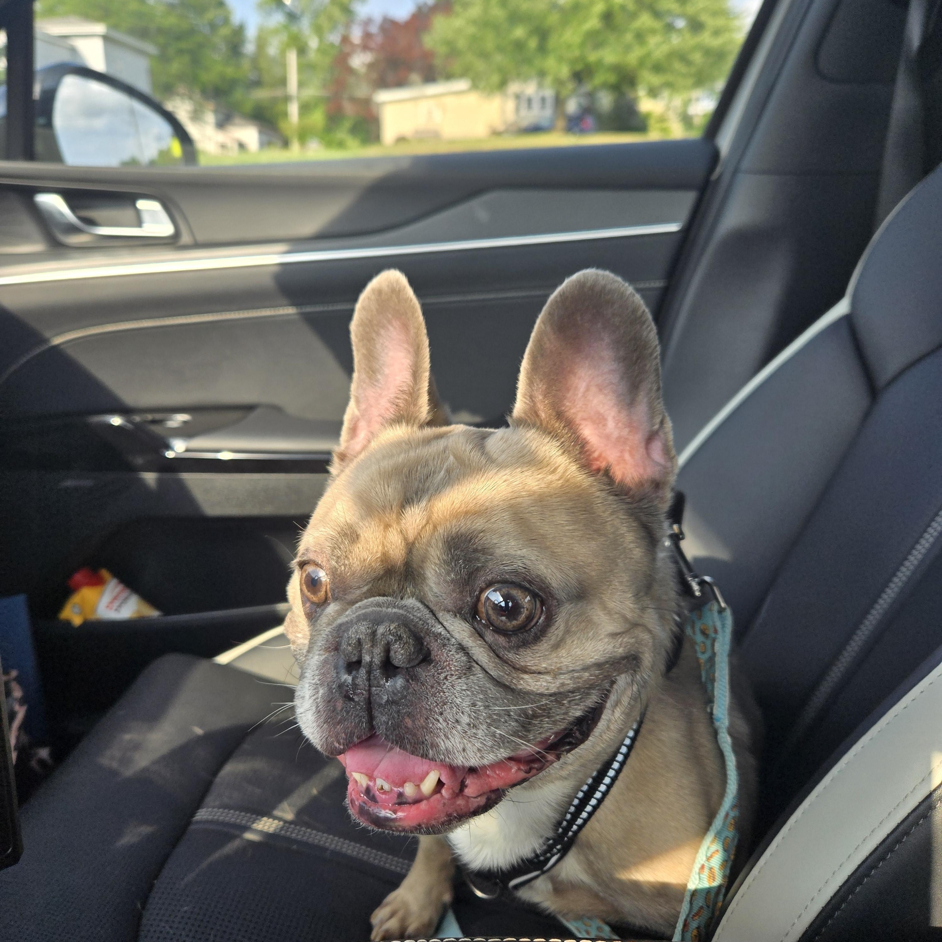 Melo, a ADOPTABLE French Bulldog in Clay, NY image 2/3