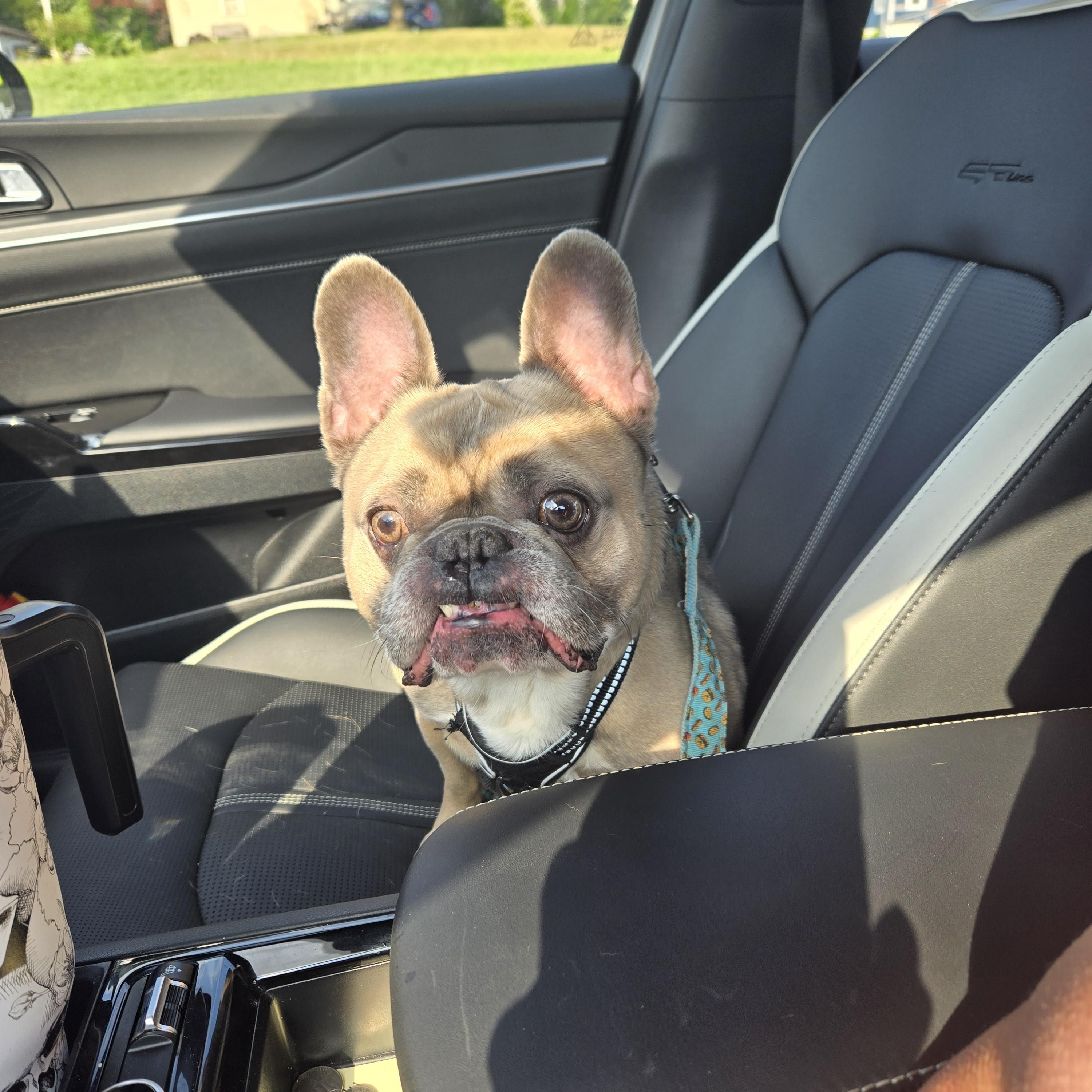 Melo, a ADOPTABLE French Bulldog in Clay, NY image 3/3