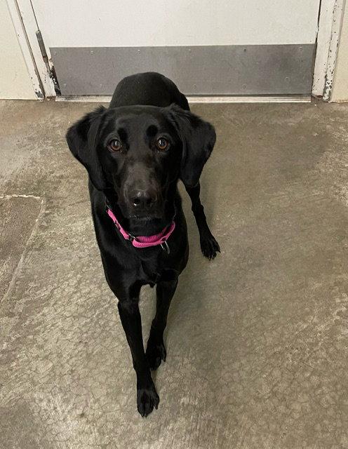 Enlarge Ivy - Black Lab - #5, a Adopted Labrador Retriever in Mitchell, SD image 1/2