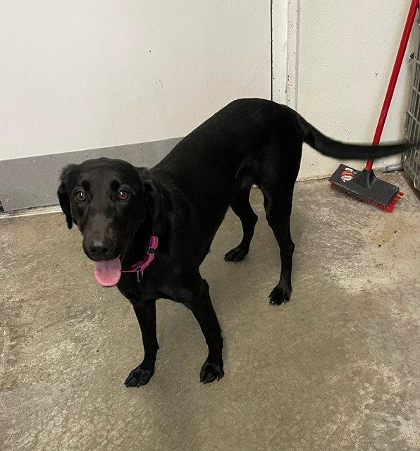 Enlarge Ivy - Black Lab - #5, a Adopted Labrador Retriever in Mitchell, SD image 2/2