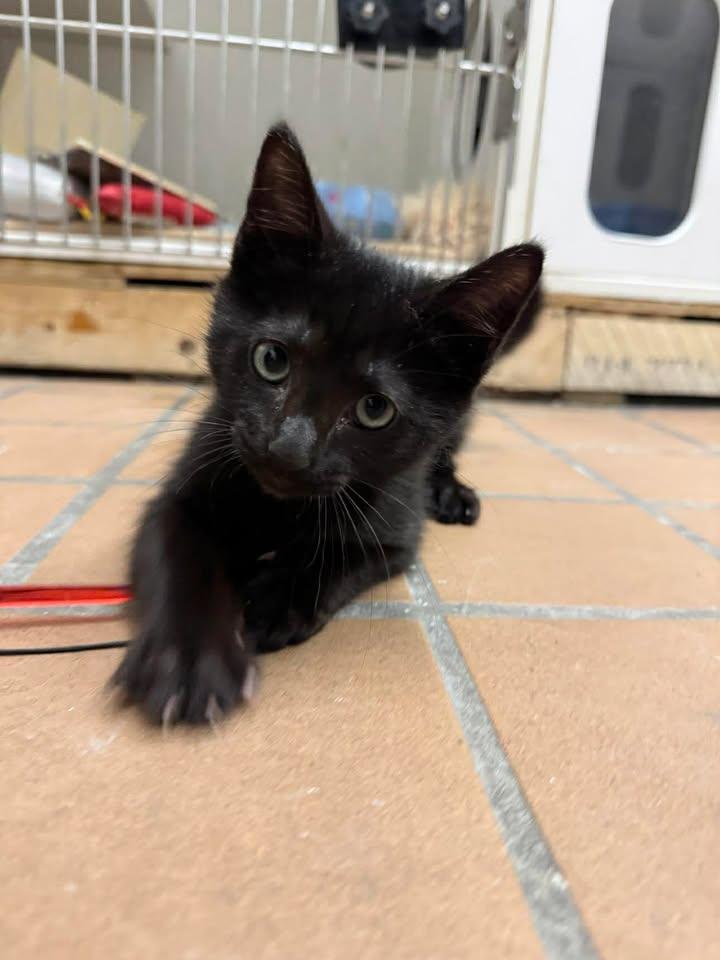 Marcello, Adoptable, Young Male Domestic Short Hair.