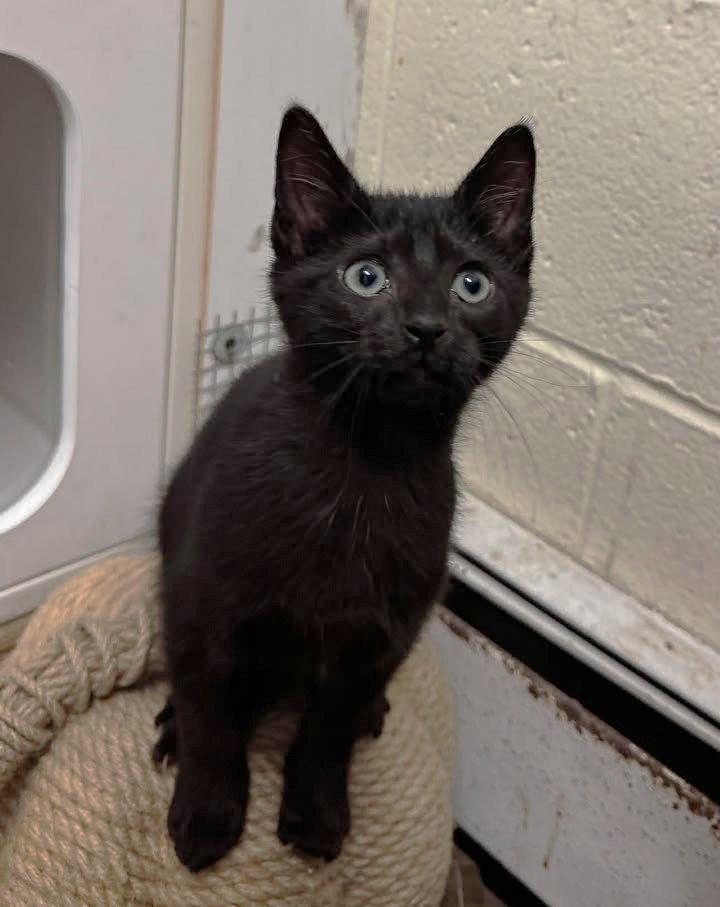 Enlarge Marcello, a Adoptable Domestic Short Hair in Stamford, CT image 2/3