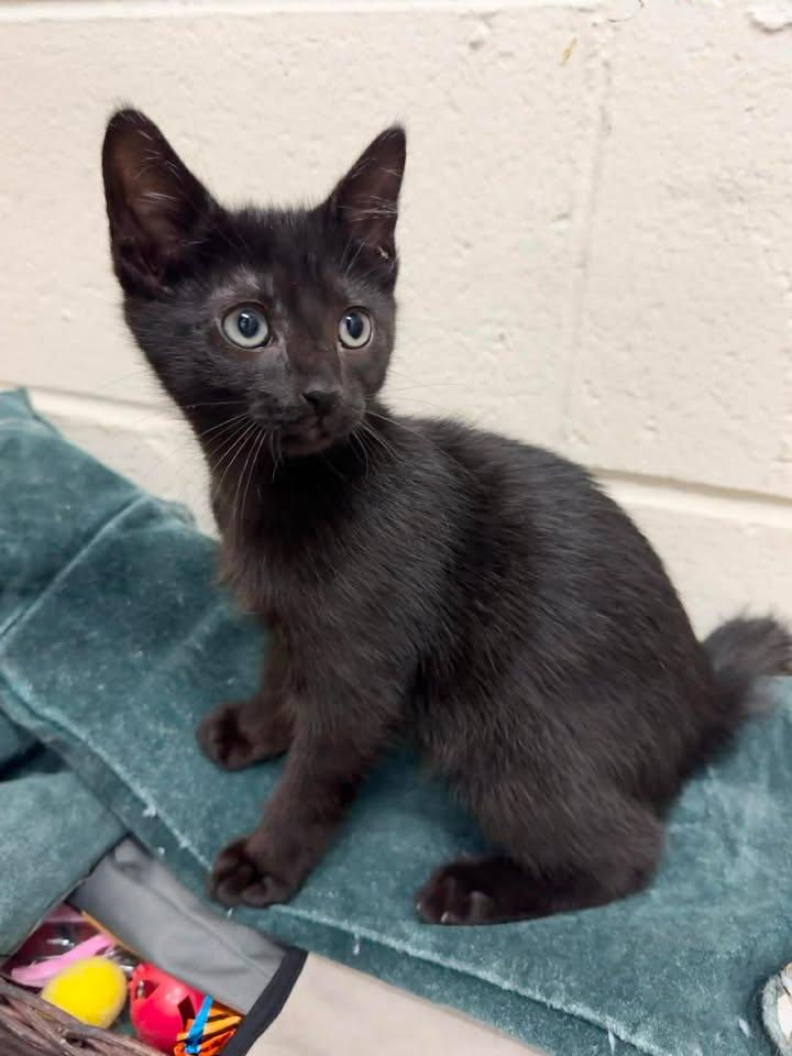 Enlarge Marcello, a Adoptable Domestic Short Hair in Stamford, CT image 3/3