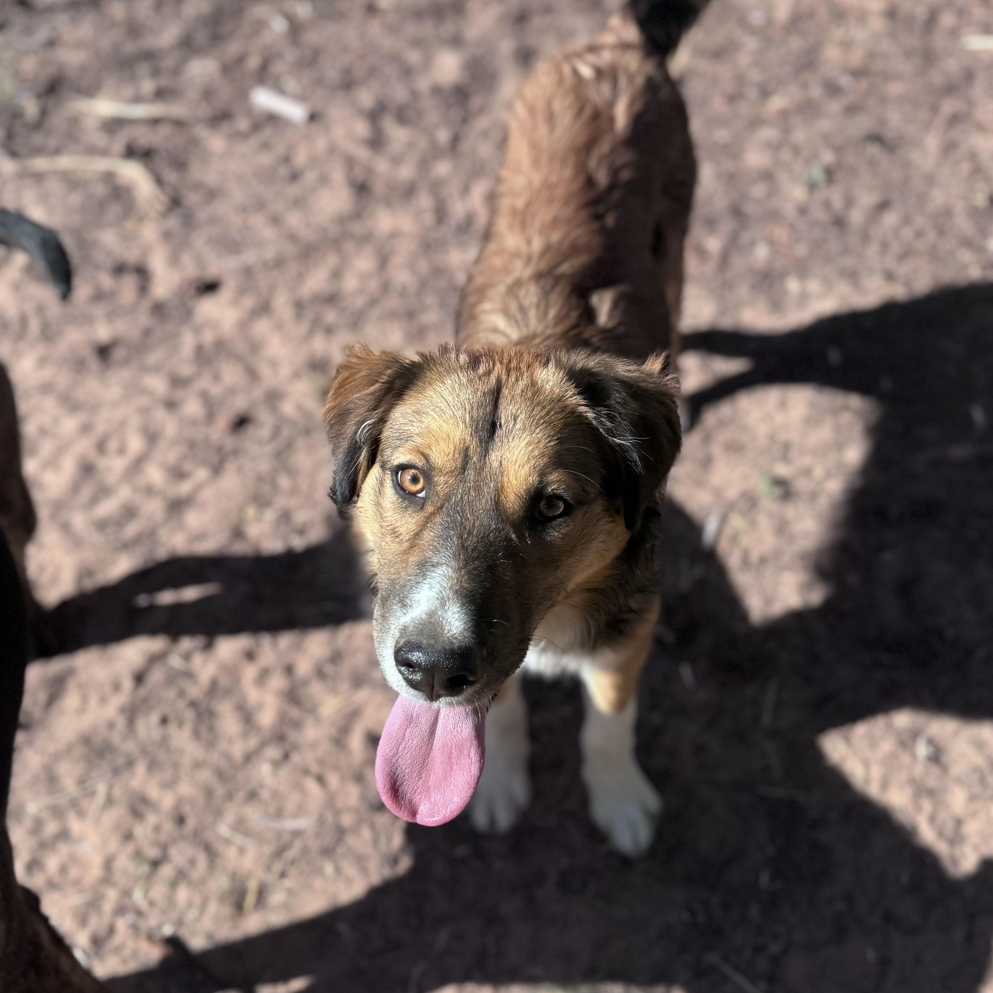 Cornbread, a ADOPTABLE mixed breed in Carson, NM image 4/5