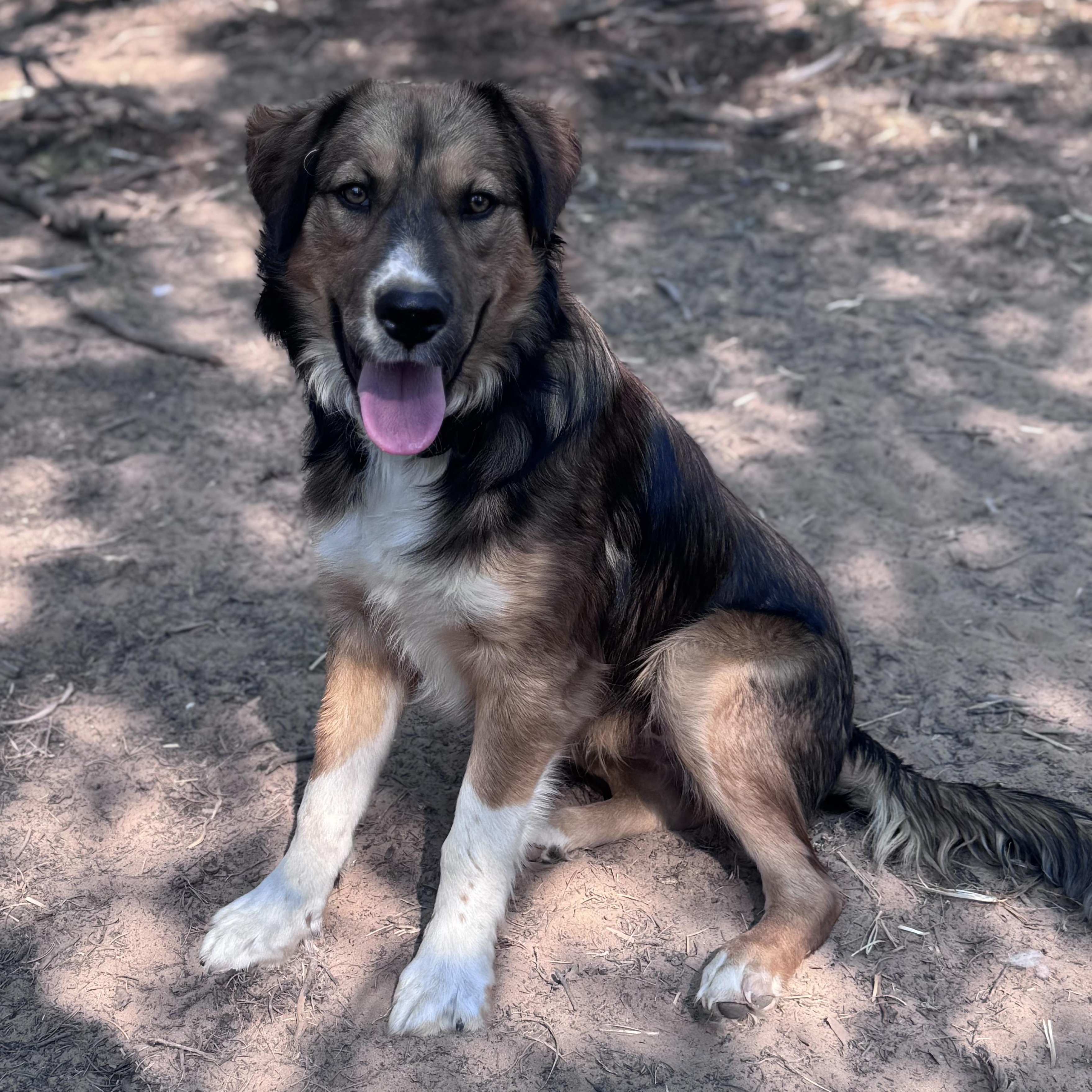 Cornbread, ADOPTABLE, Young Male Mixed Breed.