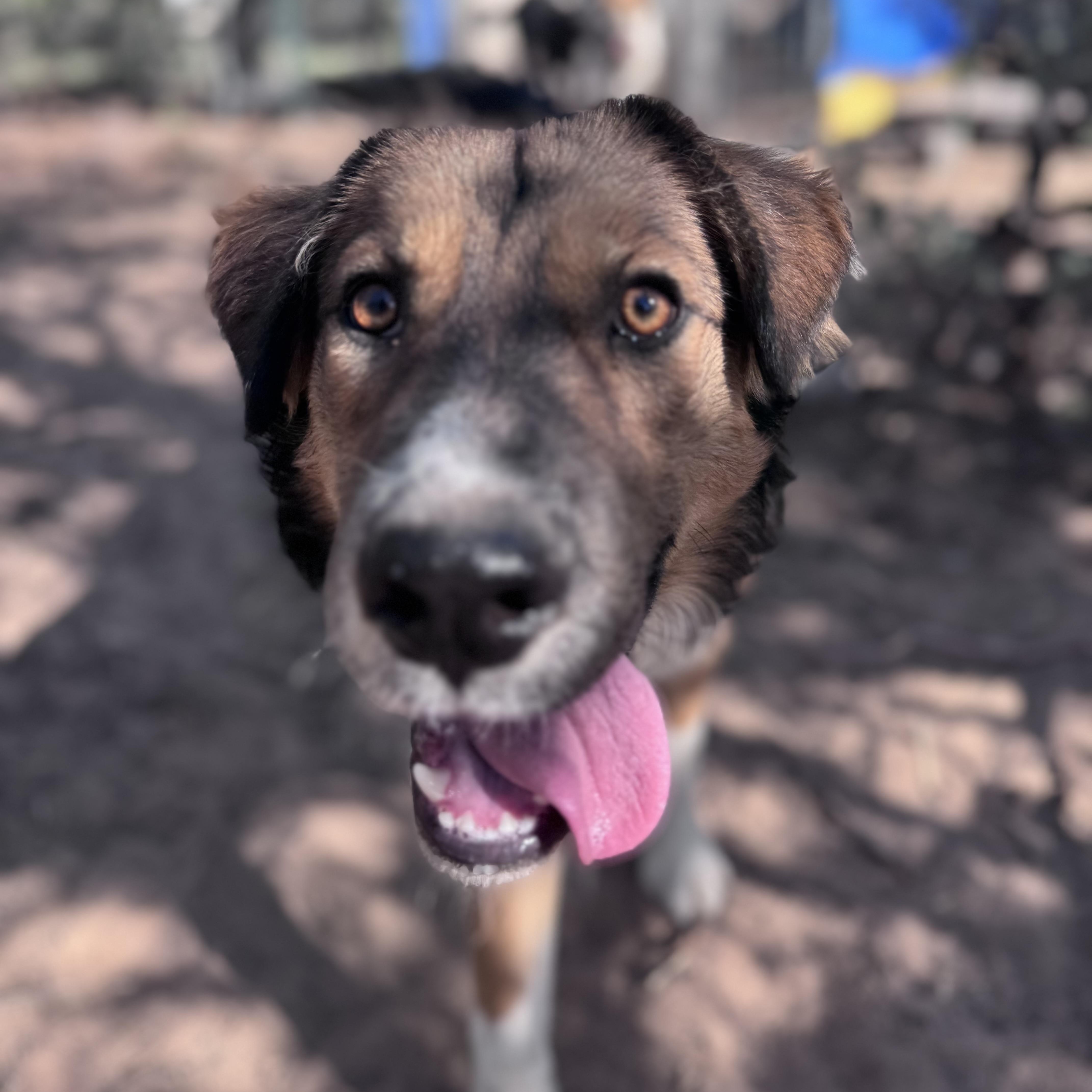 Cornbread, a ADOPTABLE mixed breed in Carson, NM image 5/5