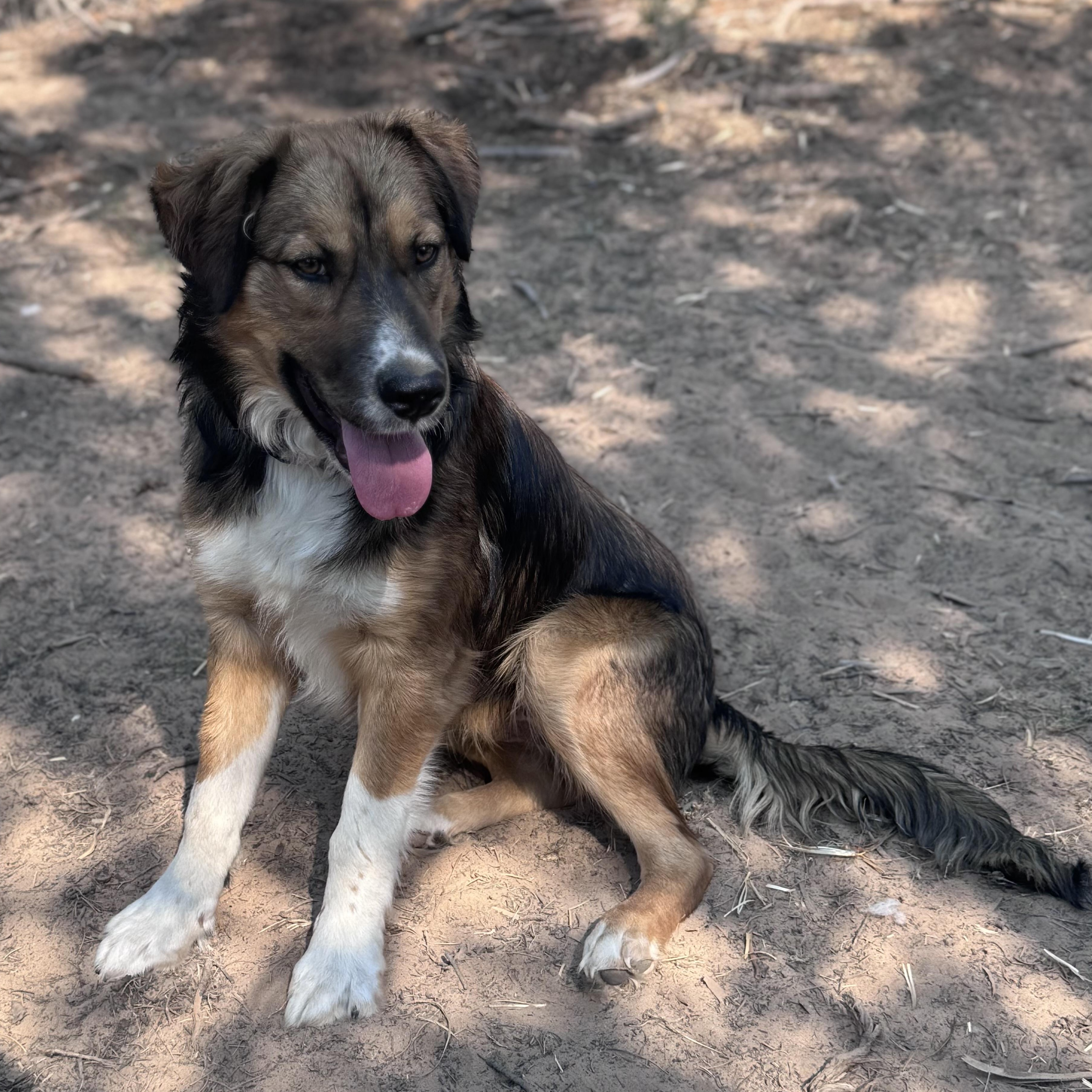 Cornbread, a ADOPTABLE mixed breed in Carson, NM image 3/5