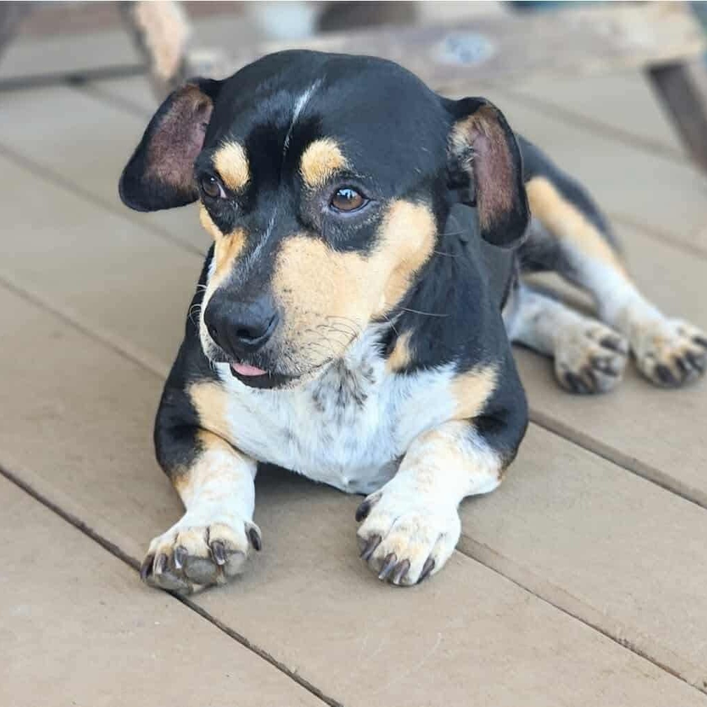 Snoopy, an adoptable Dachshund, Miniature Dachshund in Jerome, ID, 83338 | Photo Image 2