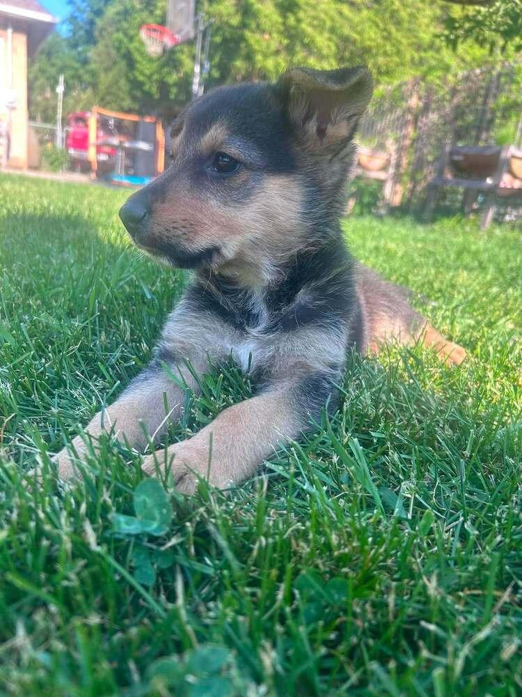 Tiny III, Adoptable, Puppy Female German Shepherd Dog.