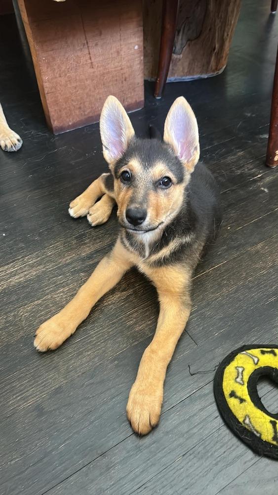Tiny III, Adoptable, Puppy Female German Shepherd Dog.
