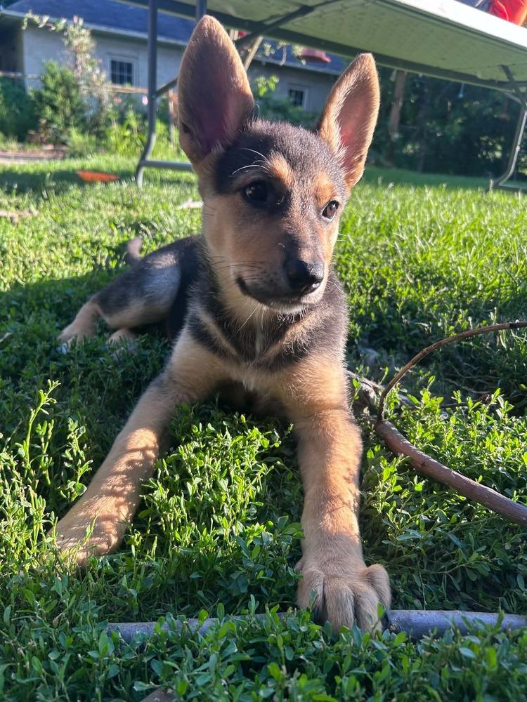 Enlarge Tiny III, a Adoptable mixed breed in Fredonia, WI image 2/3