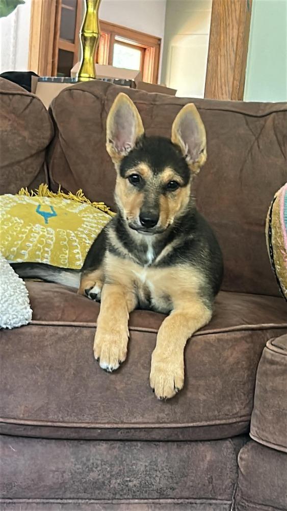 Enlarge Tiny III, a Adoptable mixed breed in Fredonia, WI image 3/3
