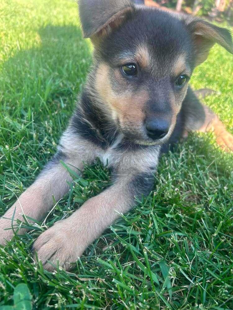 Enlarge Tiny III, a Adoptable mixed breed in Fredonia, WI image 2/4