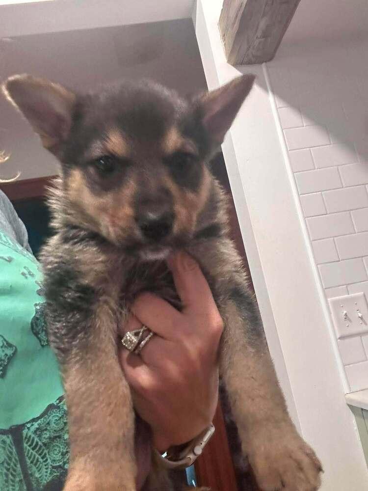 Enlarge Tiny III, a Adoptable mixed breed in Fredonia, WI image 3/4