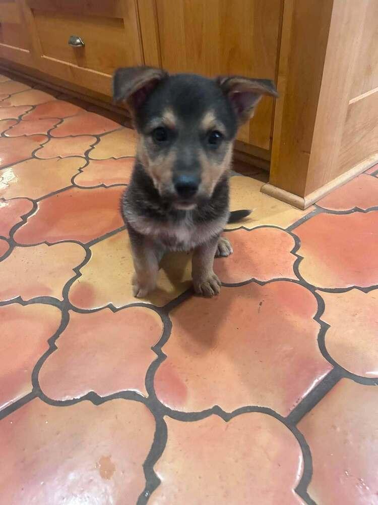 Enlarge Tiny III, a Adoptable mixed breed in Fredonia, WI image 4/4