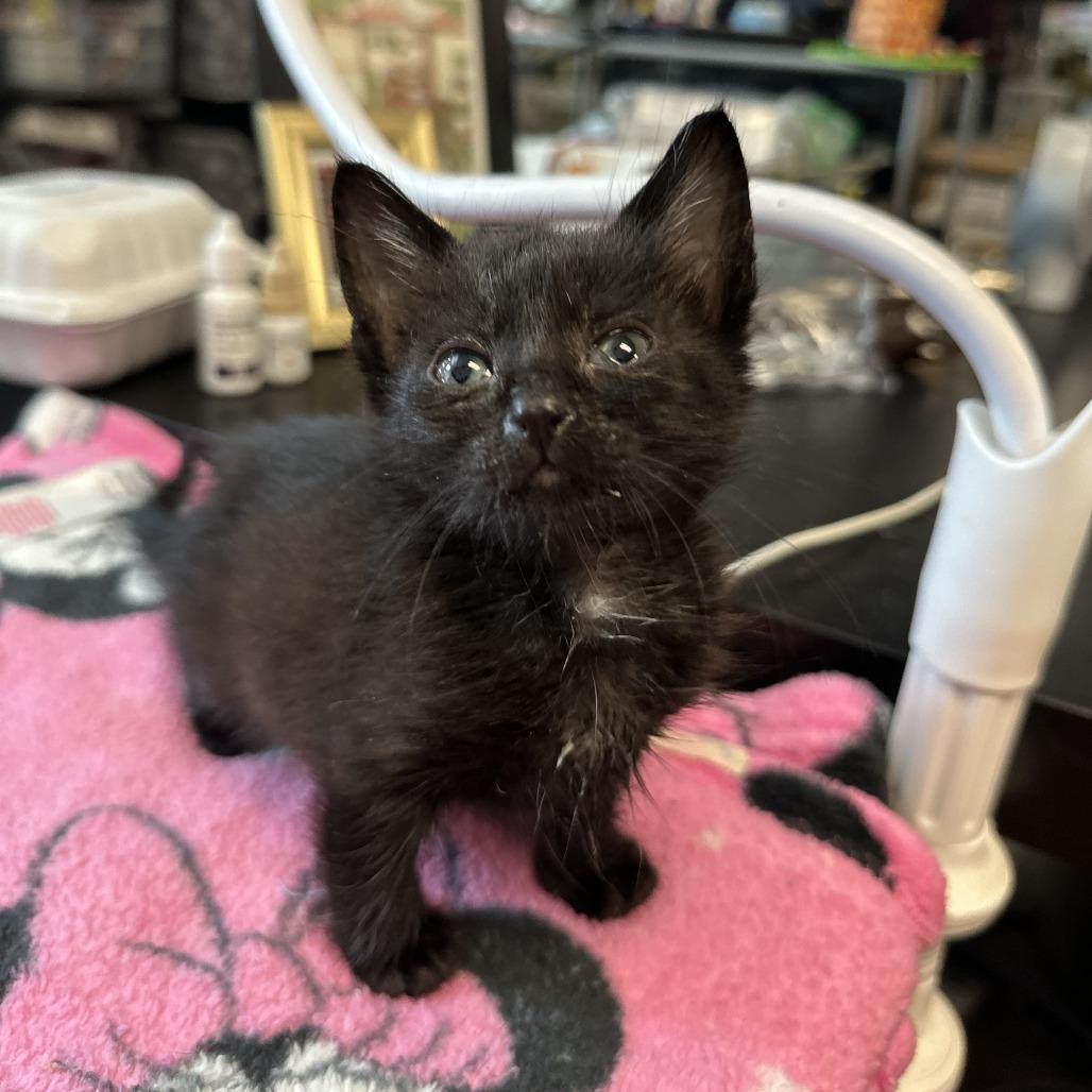 Marley, Adoptable, Kitten Female Domestic Short Hair.