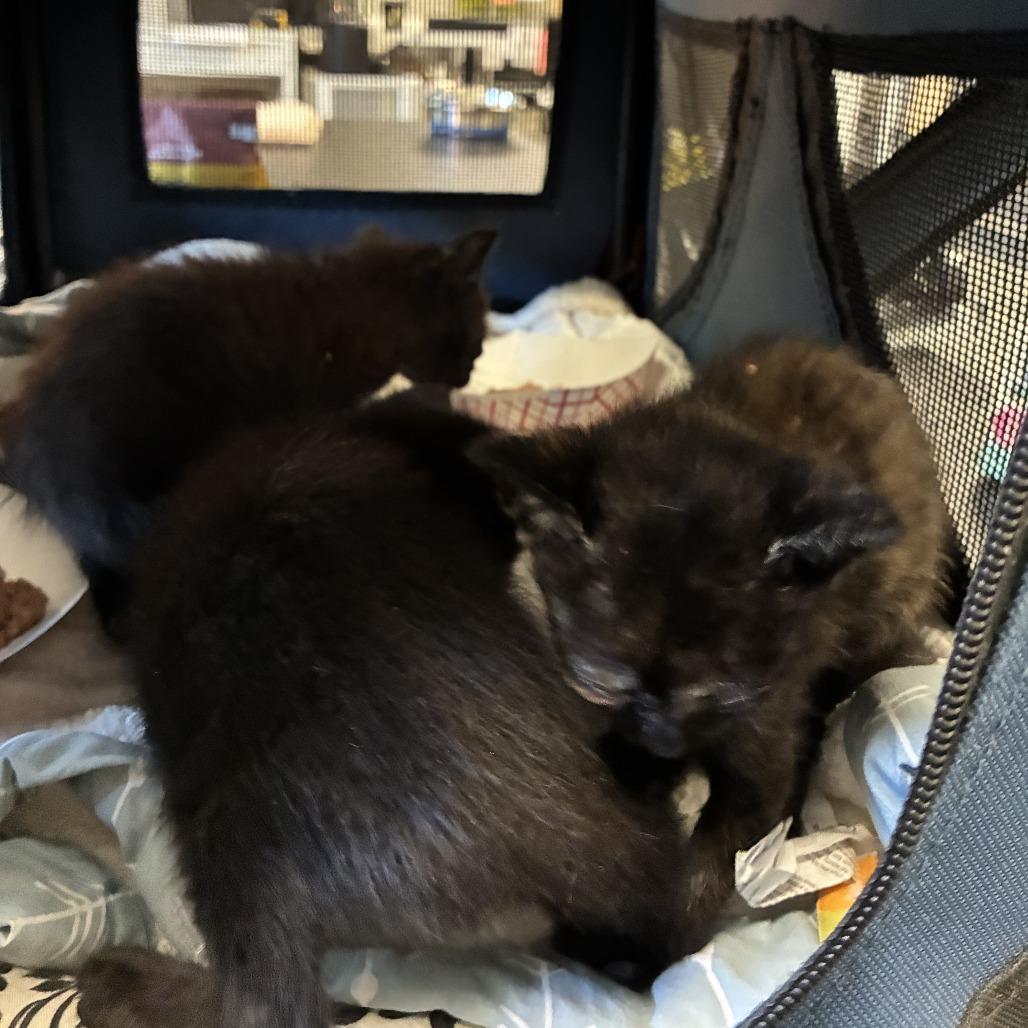 Enlarge Marley, a Adoptable Domestic Short Hair in Redwood City, CA image 2/6
