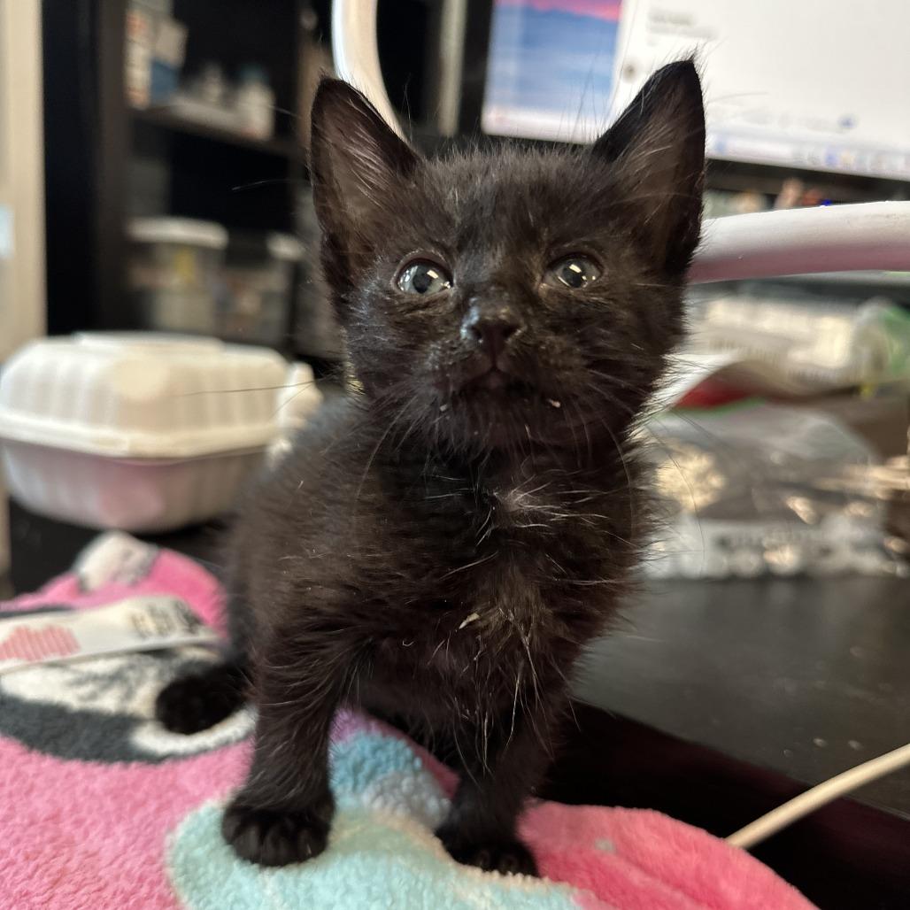 Enlarge Marley, a Adoptable Domestic Short Hair in Redwood City, CA image 5/6
