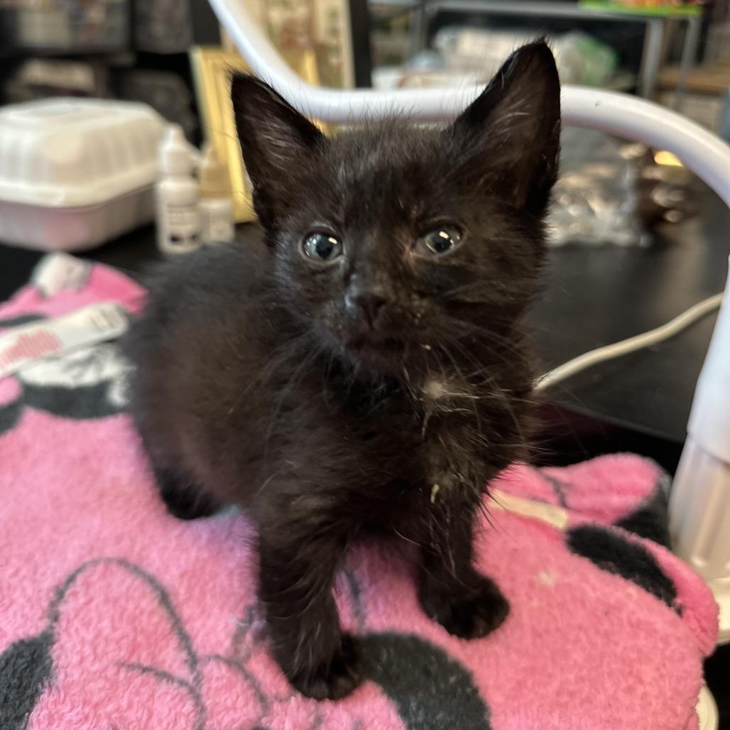 Enlarge Marley, a Adoptable Domestic Short Hair in Redwood City, CA image 6/6