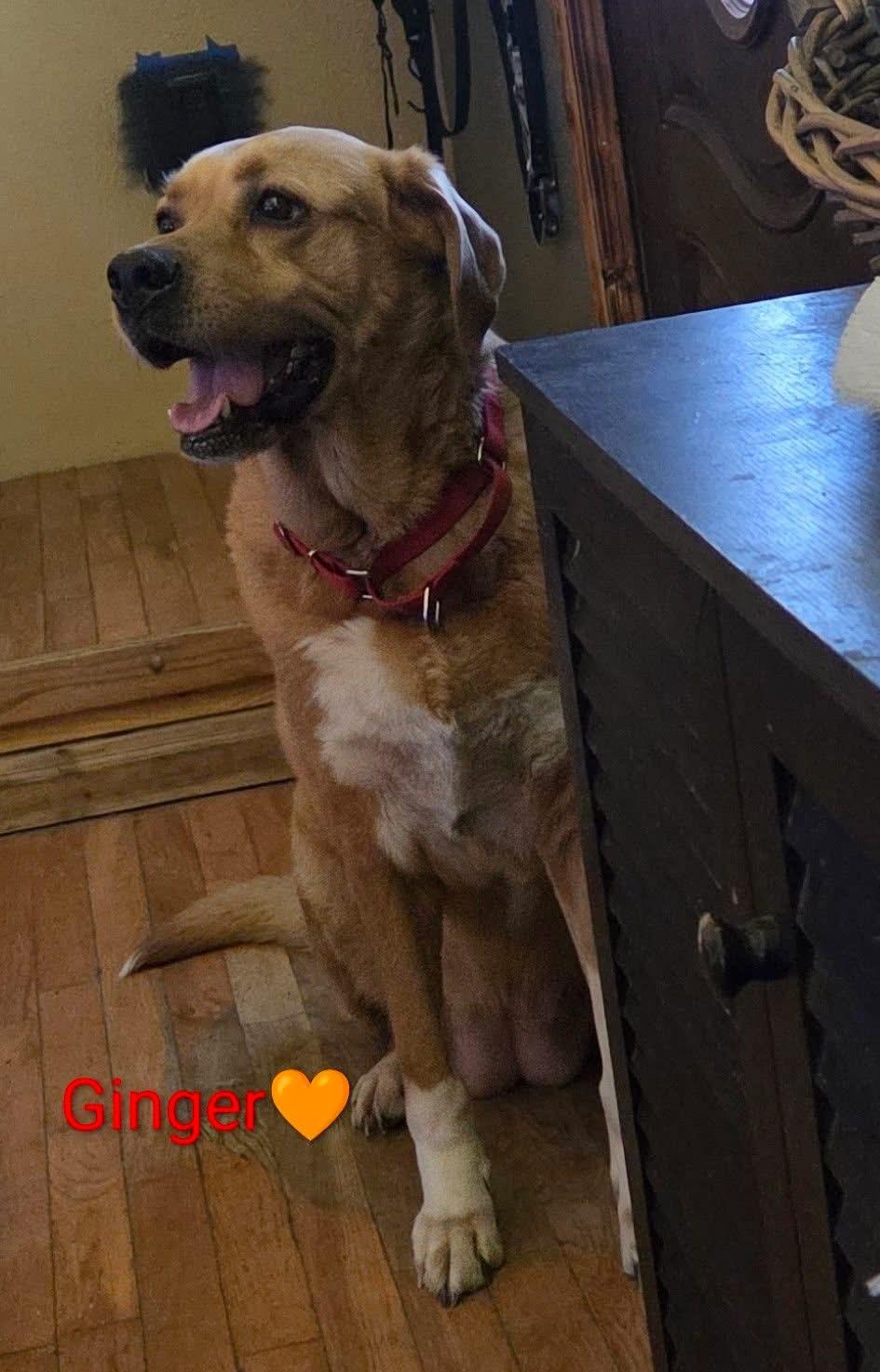 Enlarge Ginger, an adopted mixed breed in Manhattan, KS image 1/1