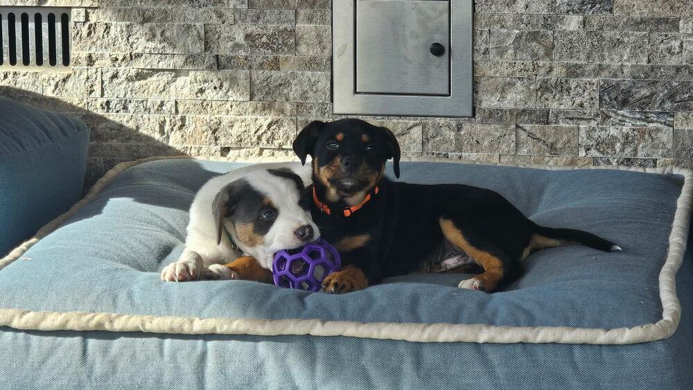 25-118 Macaroni, Adoptable, Puppy Male Australian Cattle Dog / Blue Heeler & Mixed Breed.