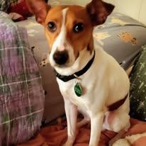 Sergio , Adoptable, Puppy Male Jack Russell Terrier.