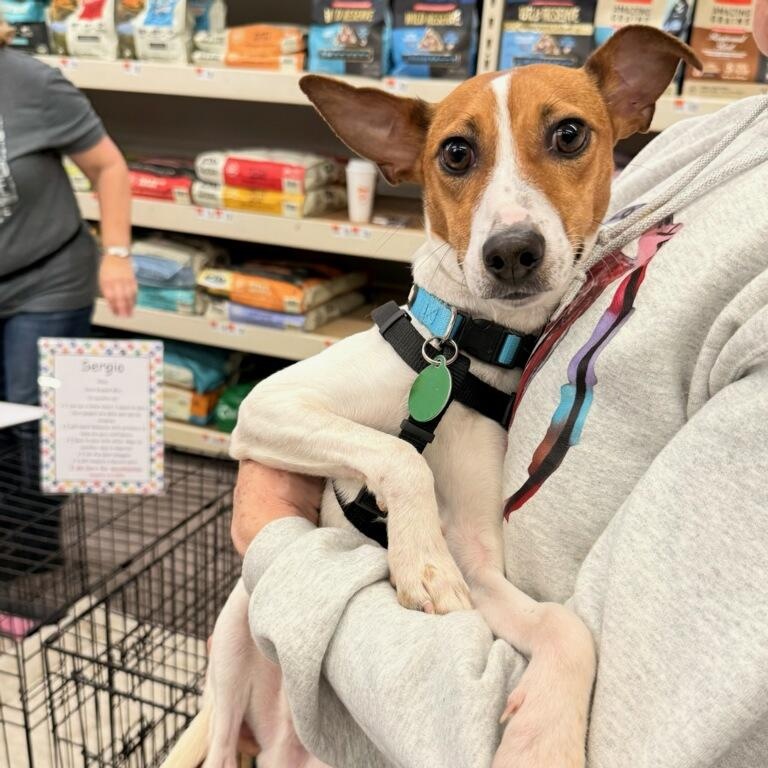 Enlarge Sergio , a Adoptable Jack Russell Terrier in Fowlerville, MI image 2/3