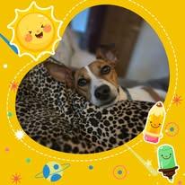 Enlarge Sergio , a Adoptable Jack Russell Terrier in Fowlerville, MI image 3/3