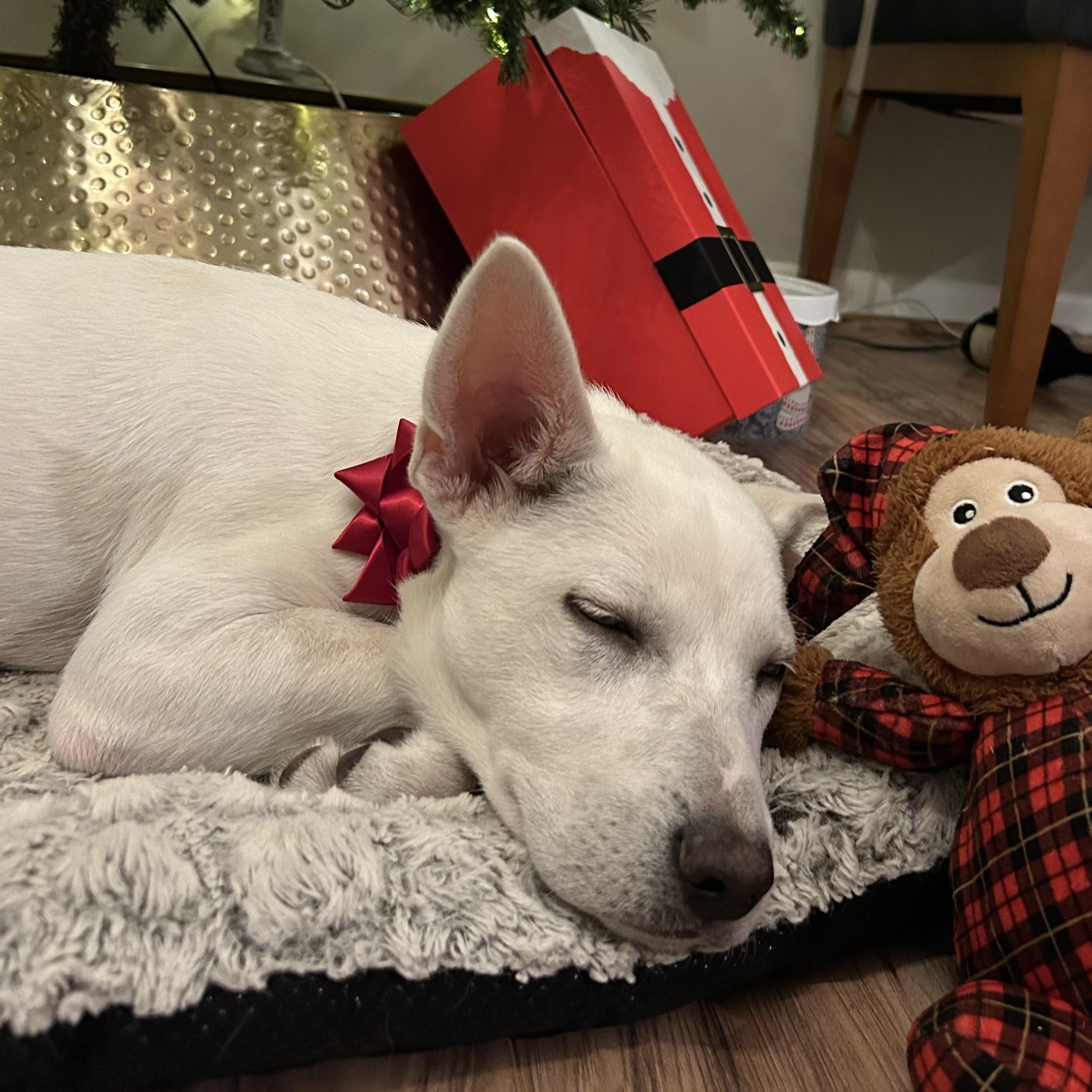 Enlarge Jingle, an adopted mixed breed in Alexandria , VA image 3/5