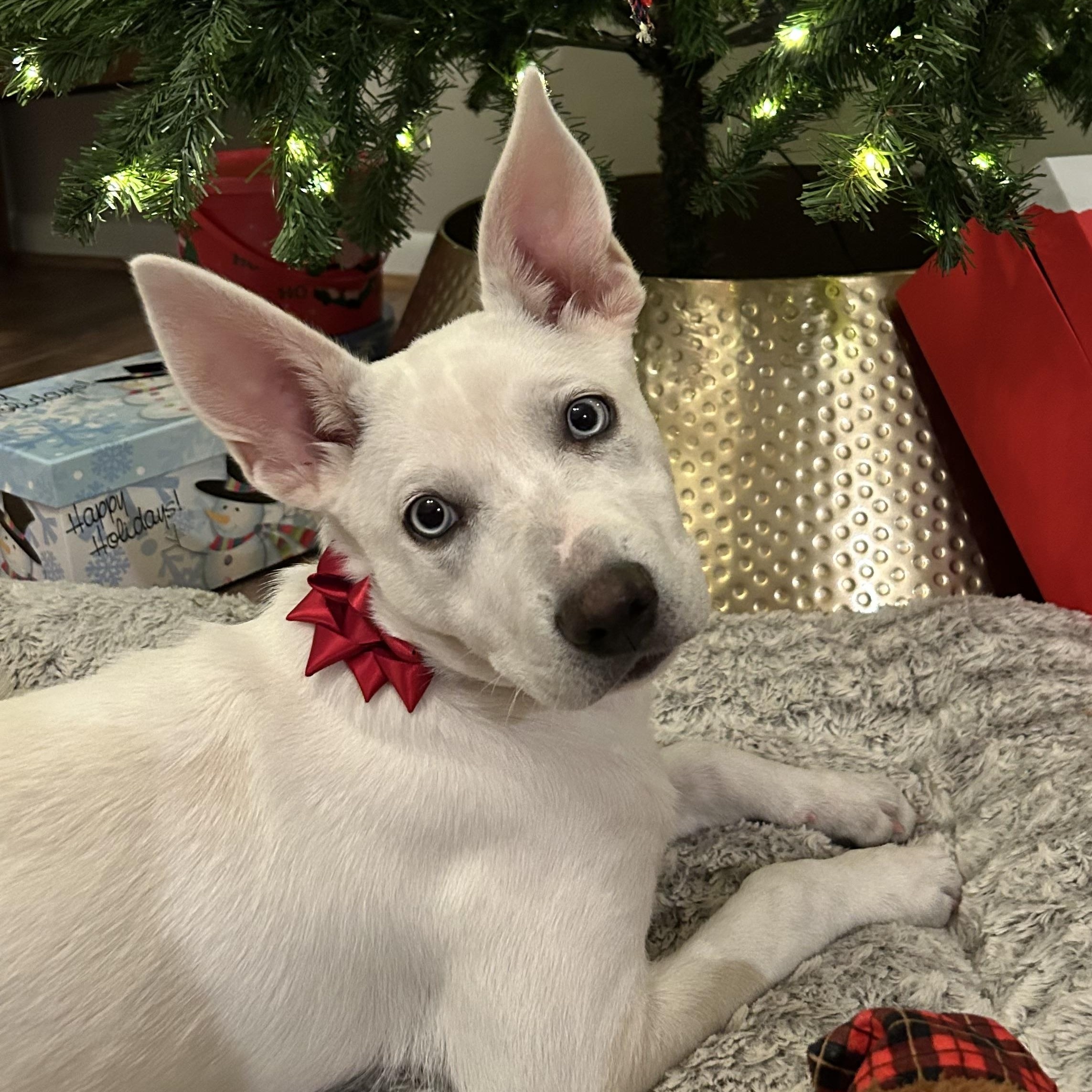 Enlarge Jingle, an adopted mixed breed in Alexandria , VA image 4/5