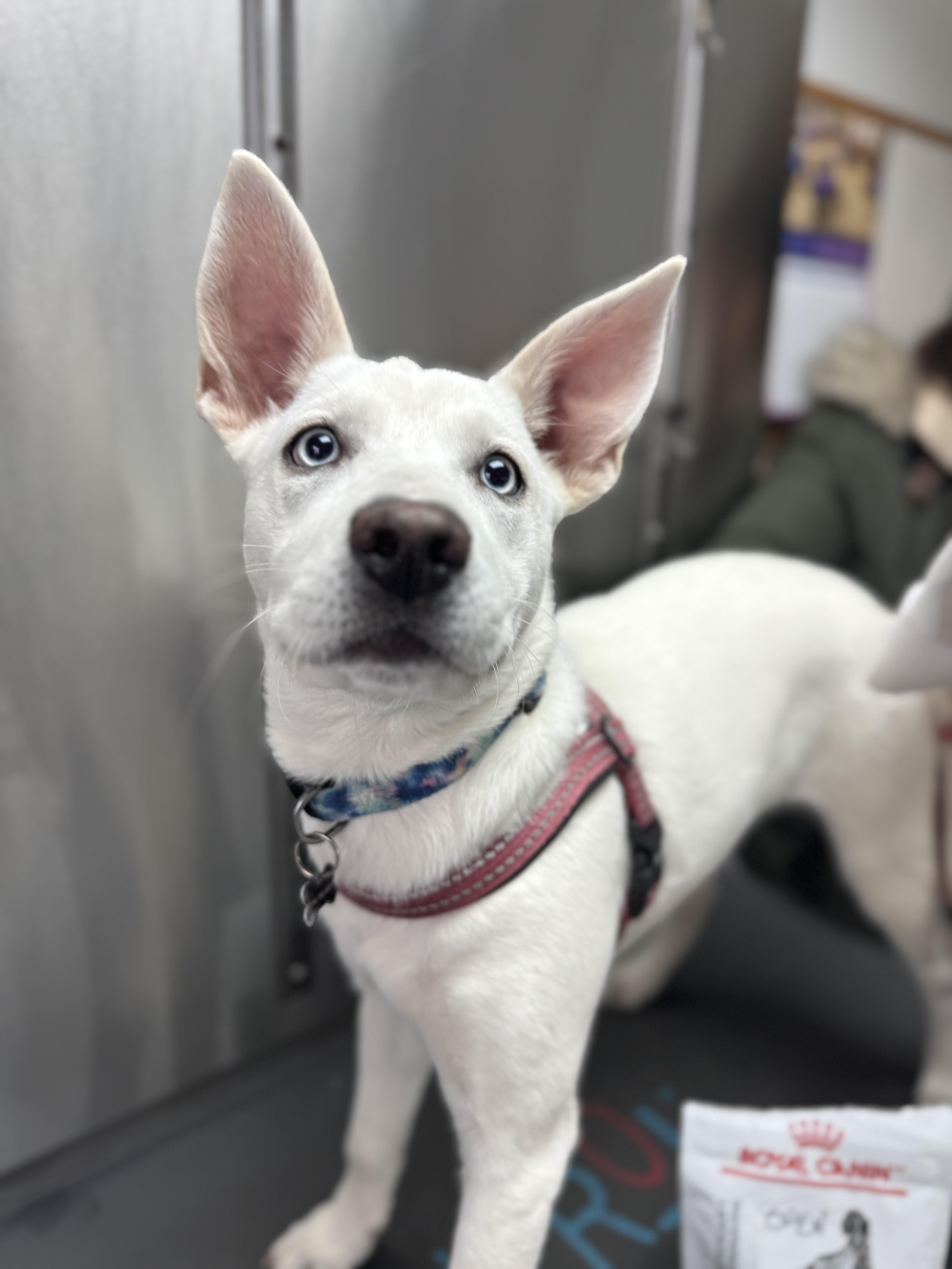 Enlarge Jingle, an adopted mixed breed in Alexandria , VA image 1/5