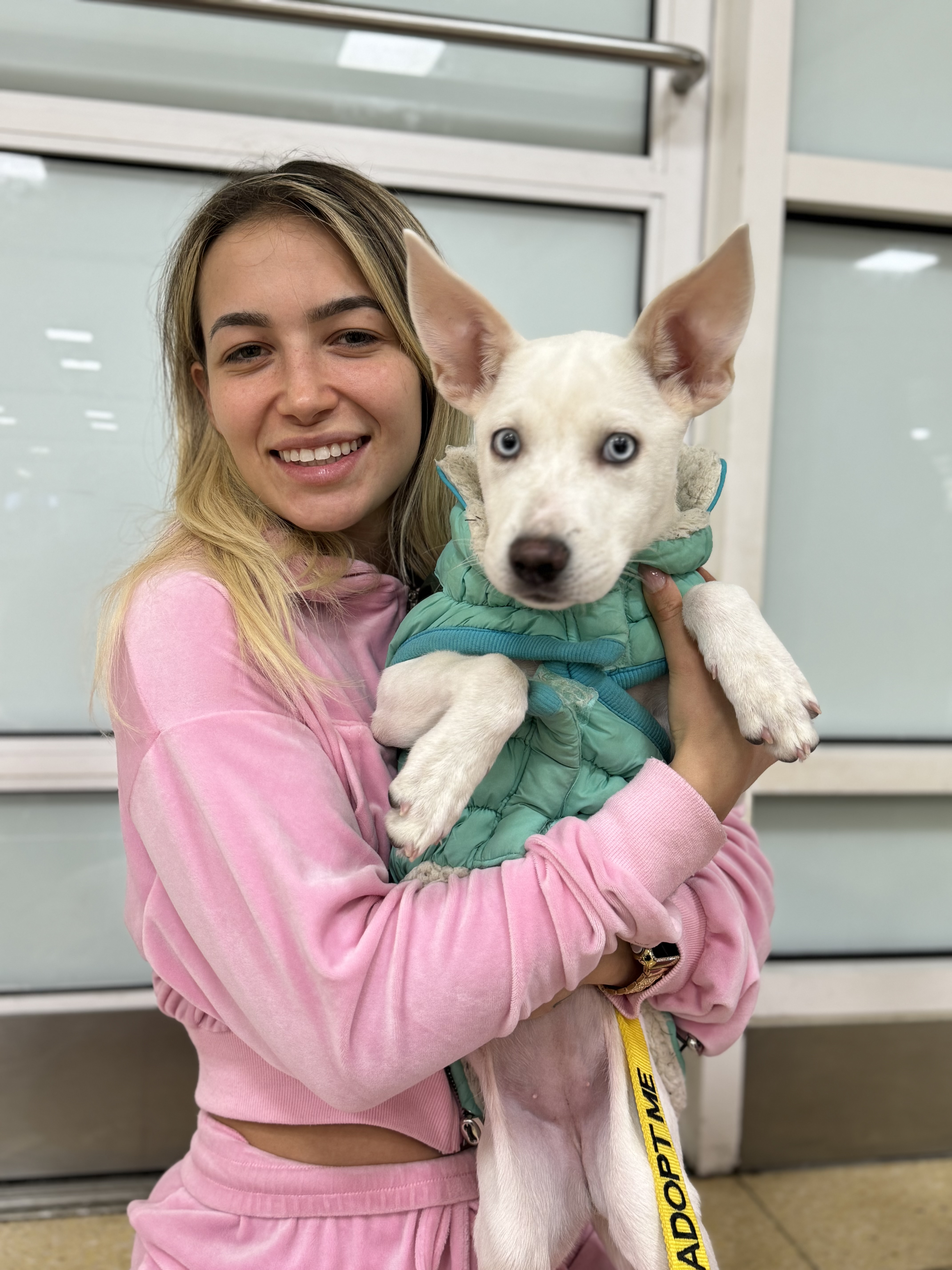 Enlarge Jingle, an adopted mixed breed in Alexandria , VA image 5/5