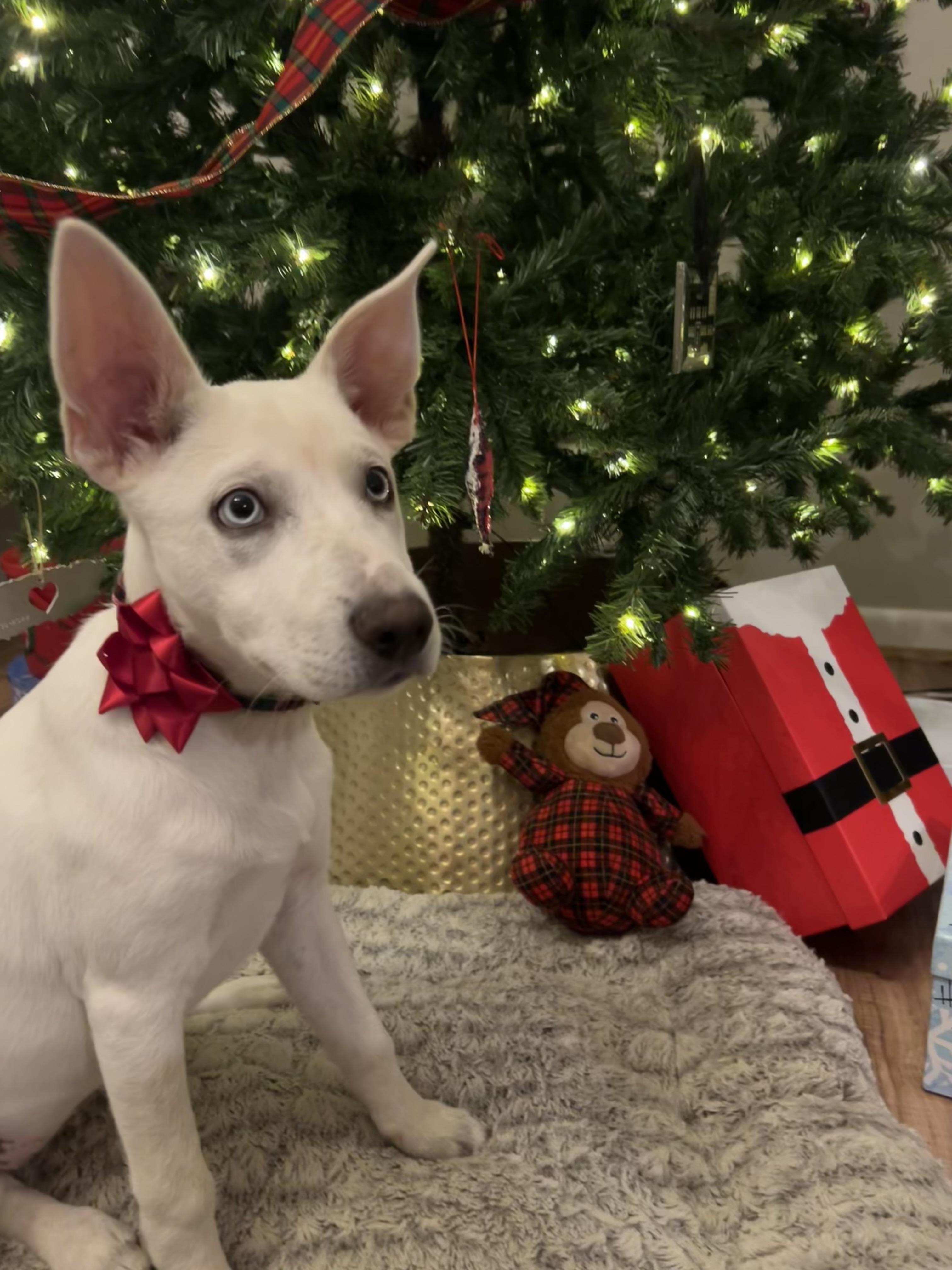 Enlarge Jingle, an adopted mixed breed in Alexandria , VA image 2/5