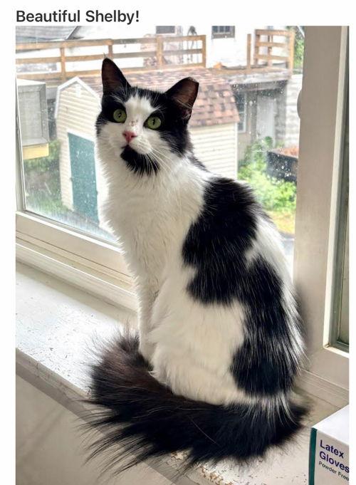Shelby, Willow Grove PA FCID#06/10/2025-136, Young Female Domestic Medium Hair
