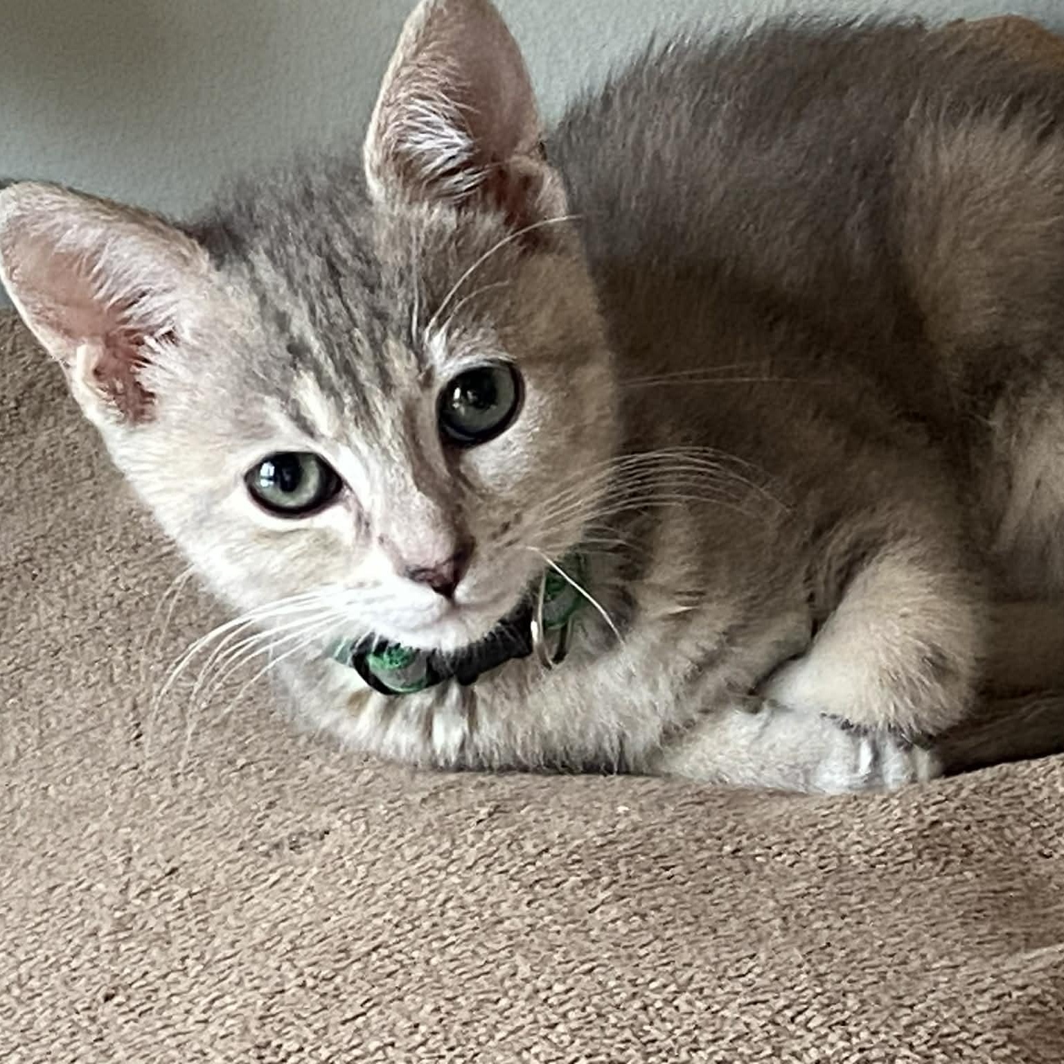 Bissel, adopted, Kitten Female Domestic Short Hair & Tabby.