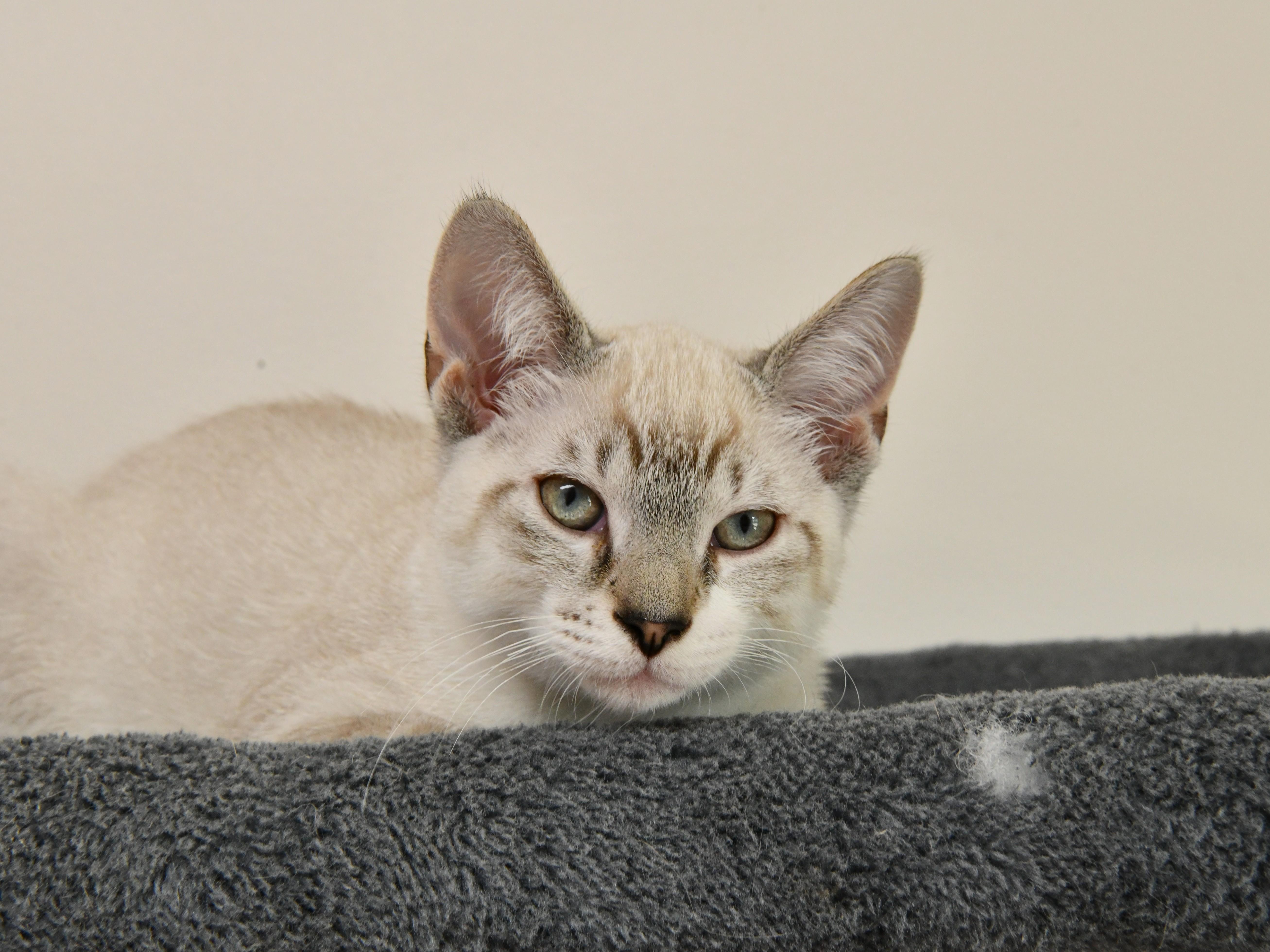 Donatello, adopted, Young Male Domestic Short Hair.