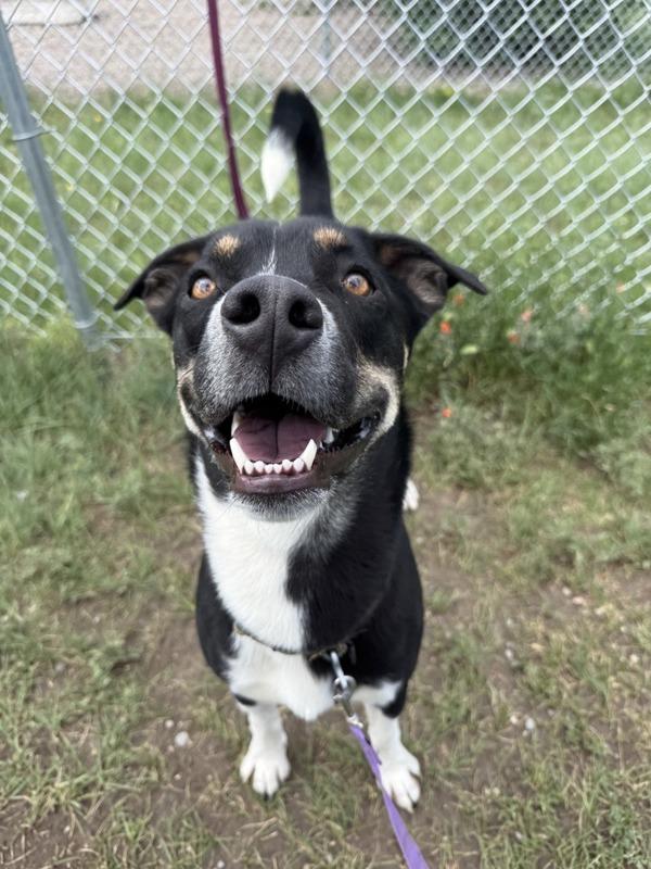 Polo, Adoptable, Adult Male Mixed Breed & Border Collie.