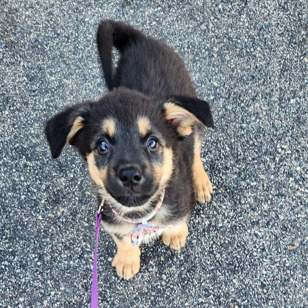 Enlarge Lexapro, a Adoptable mixed breed in Chaska, MN image 1/6