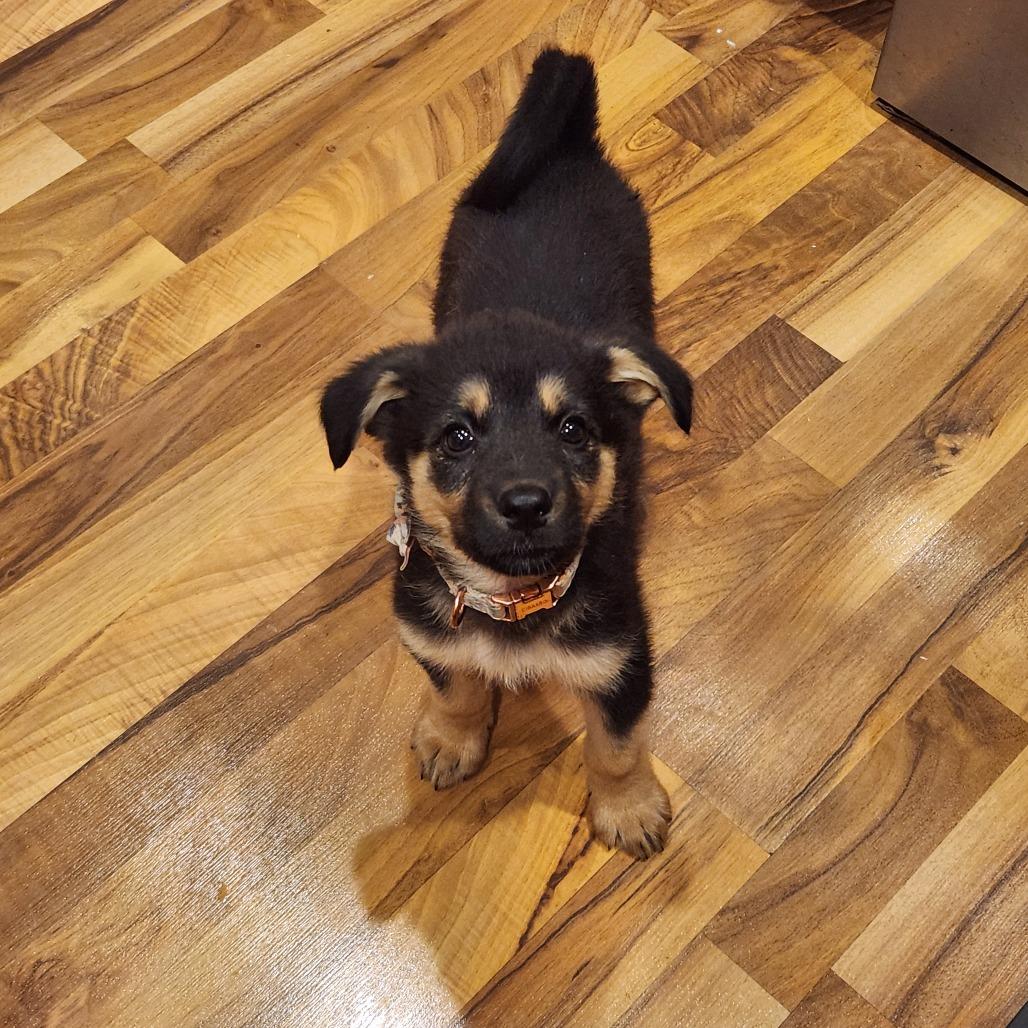 Enlarge Lexapro, a Adoptable mixed breed in Chaska, MN image 2/6