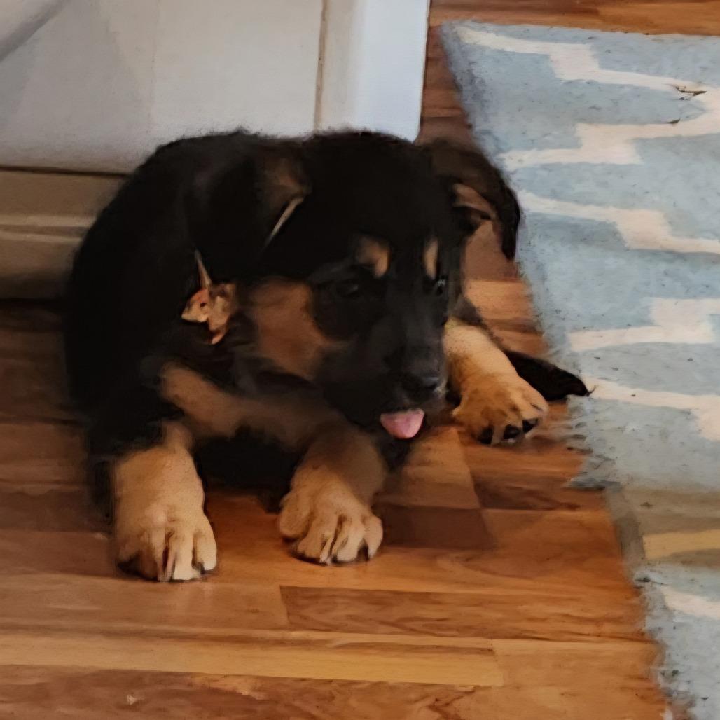 Enlarge Lexapro, a Adoptable mixed breed in Chaska, MN image 3/6