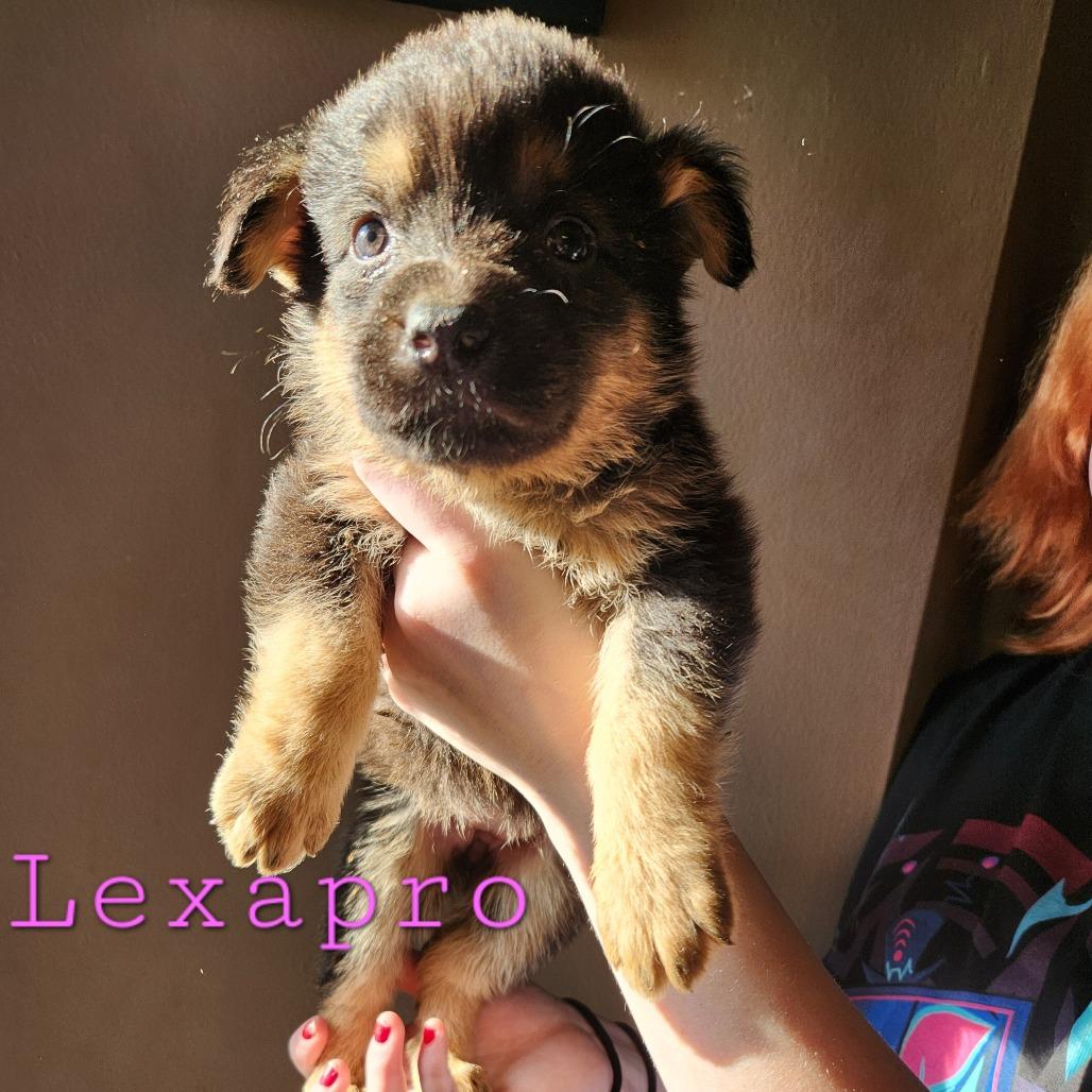 Enlarge Lexapro, a Adoptable mixed breed in Chaska, MN image 4/6