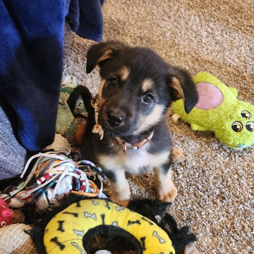 Enlarge Lexapro, a Adoptable mixed breed in Chaska, MN image 5/6