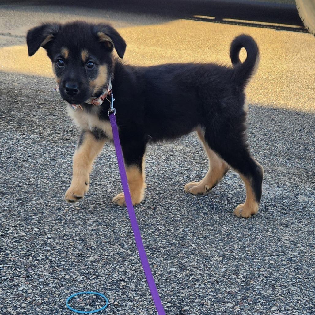 Enlarge Lexapro, a Adoptable mixed breed in Chaska, MN image 6/6