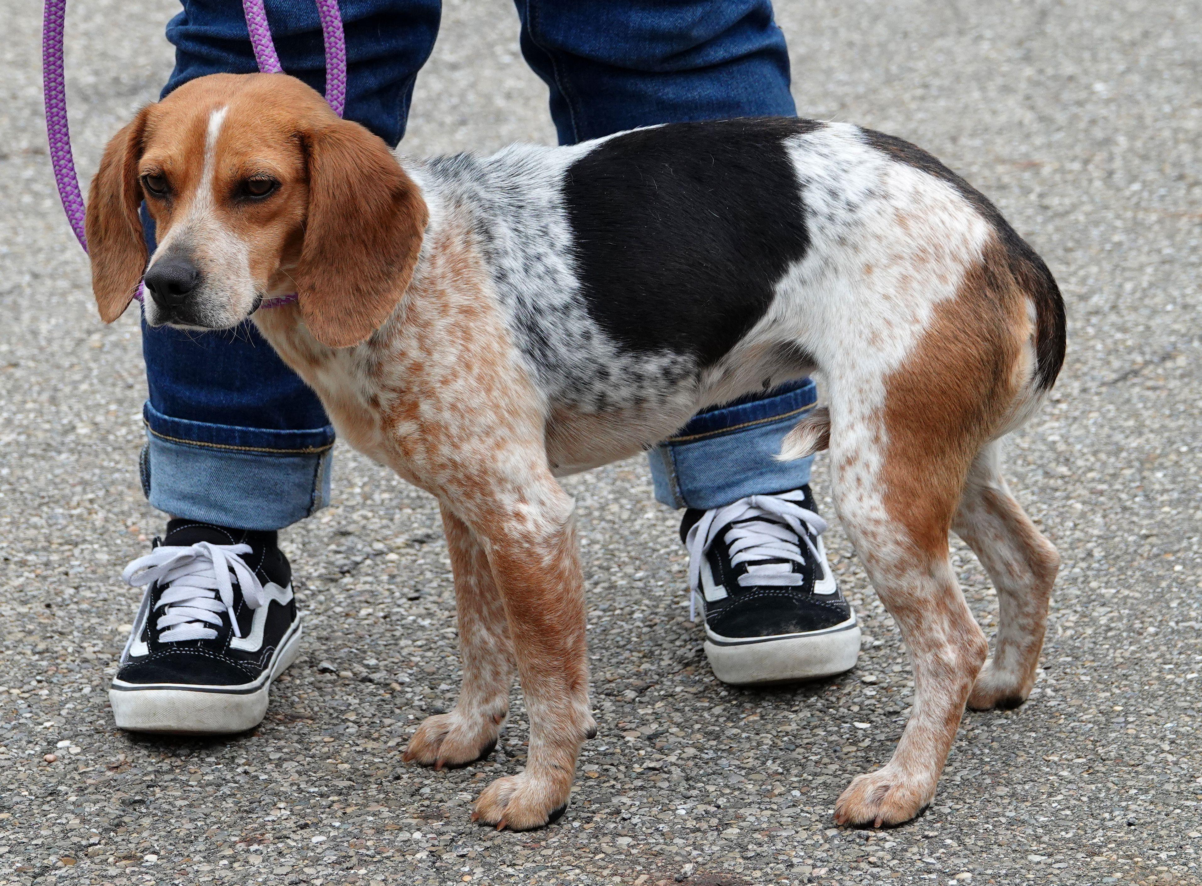 Enlarge Lady - ADOPTED, an adopted Beagle in Millfield, OH image 3/3