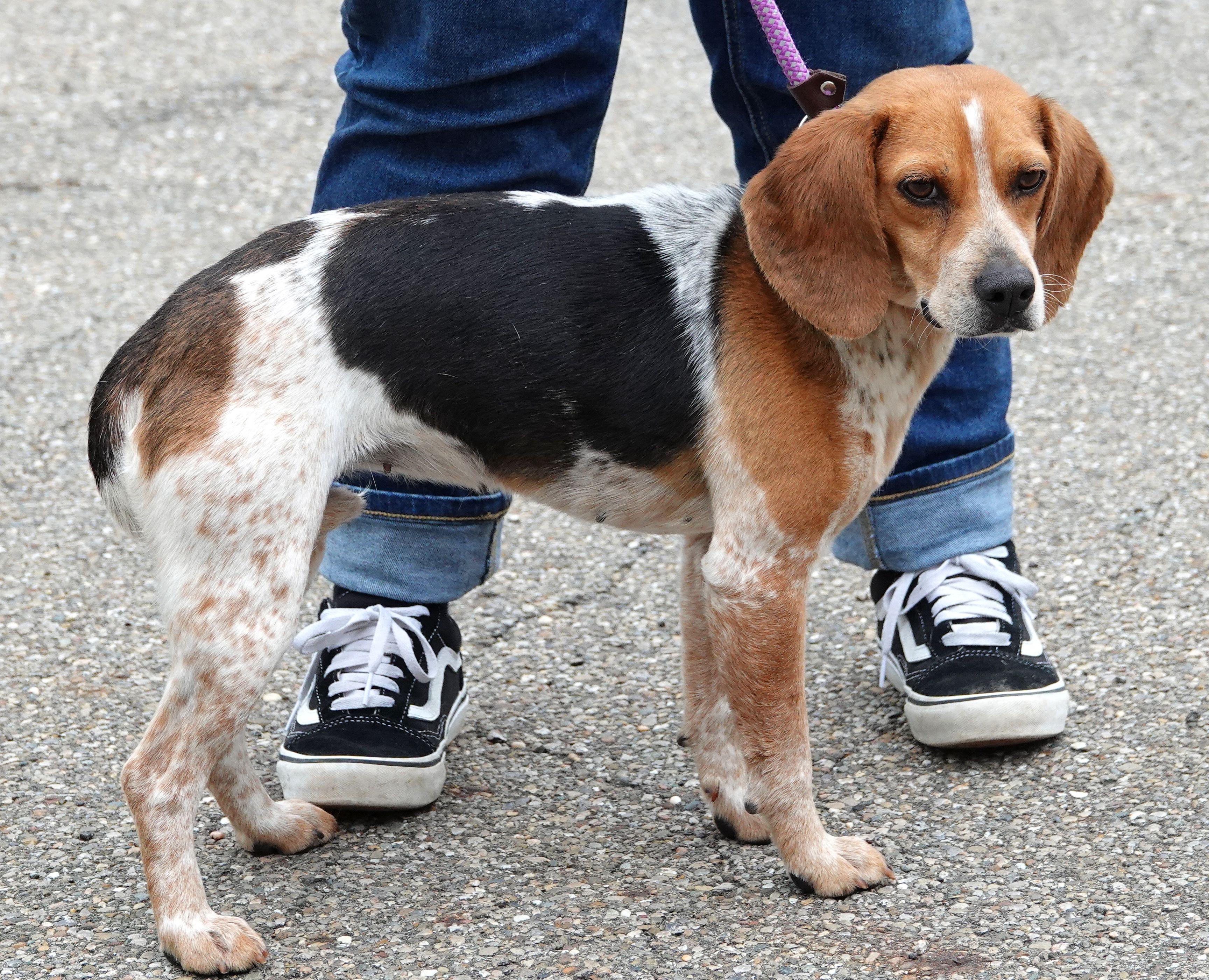 Enlarge Lady - ADOPTED, an adopted Beagle in Millfield, OH image 2/3
